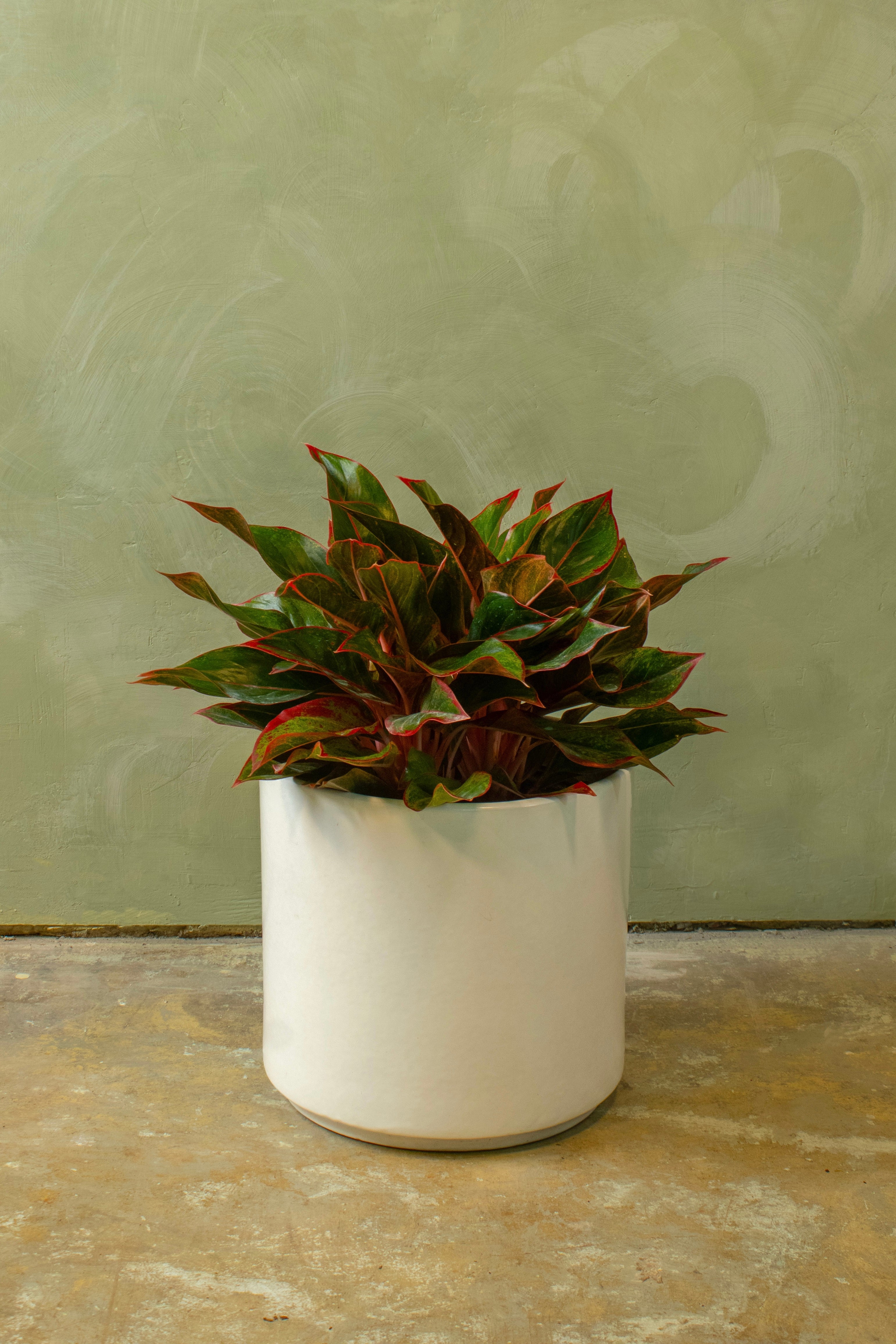 Potted 10" Aglaonema 'Red Siam'