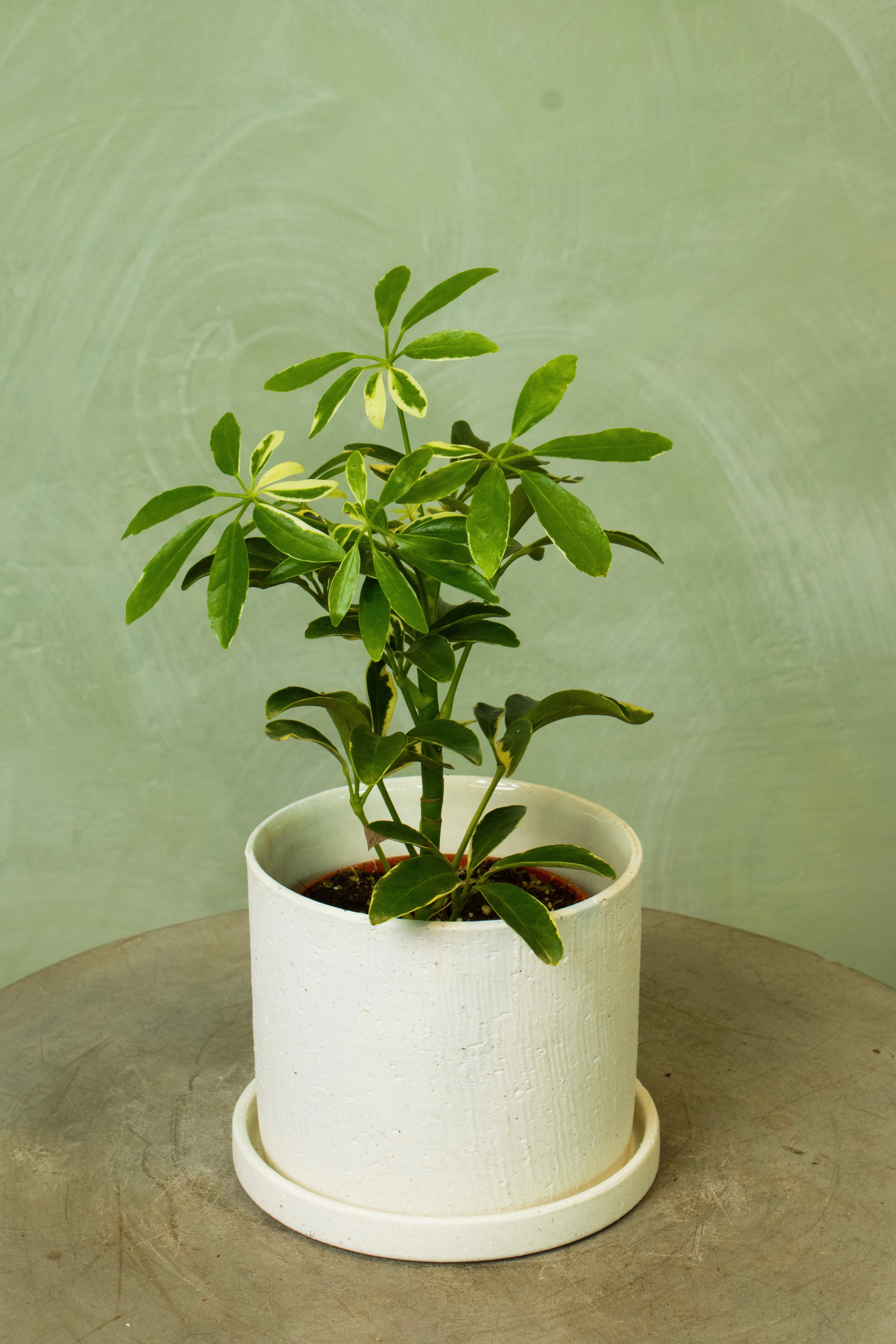 Potted 5.5" Umbrella Tree 'Moondrop'