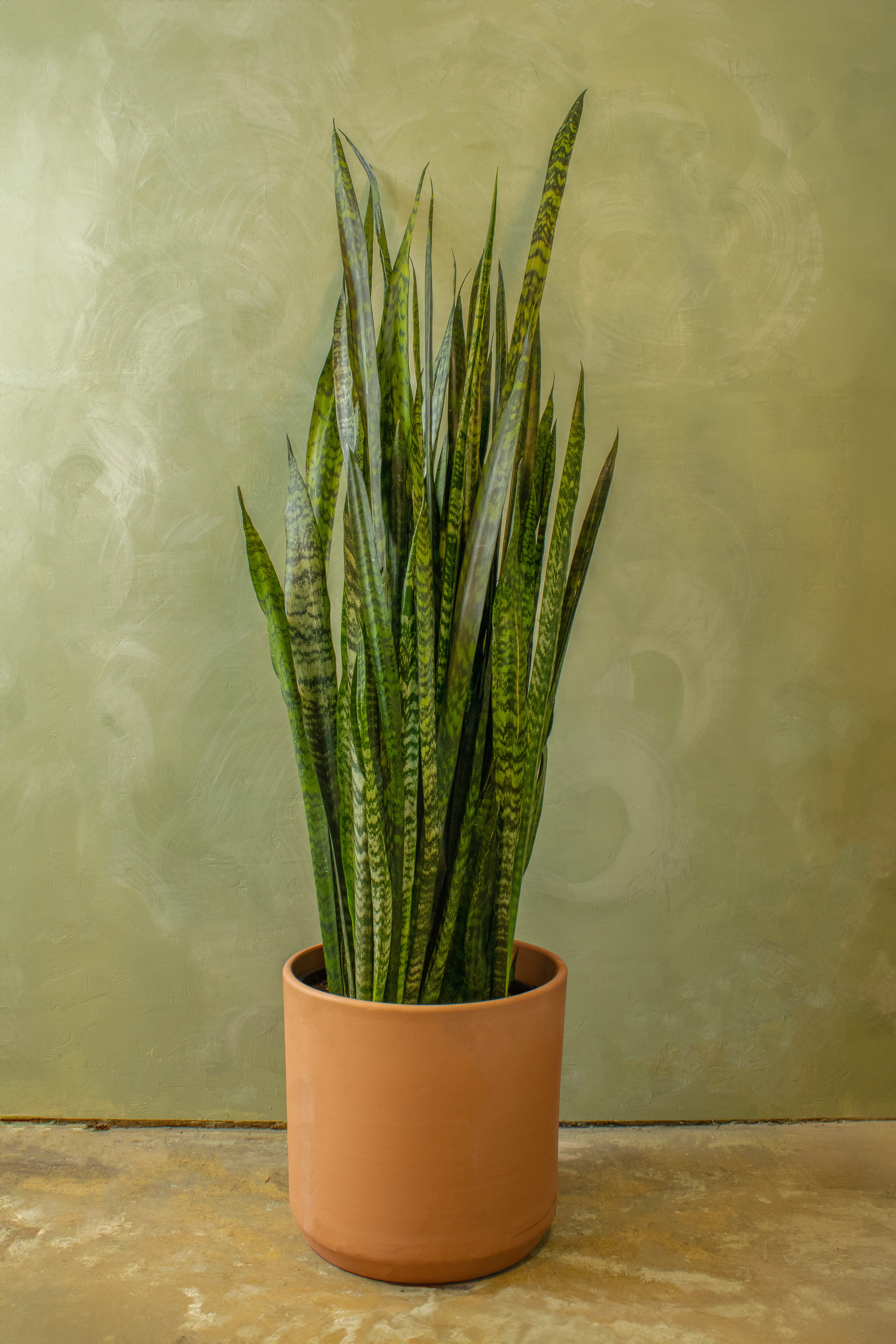 Potted 12" Snake Plant 'Zeylanica'