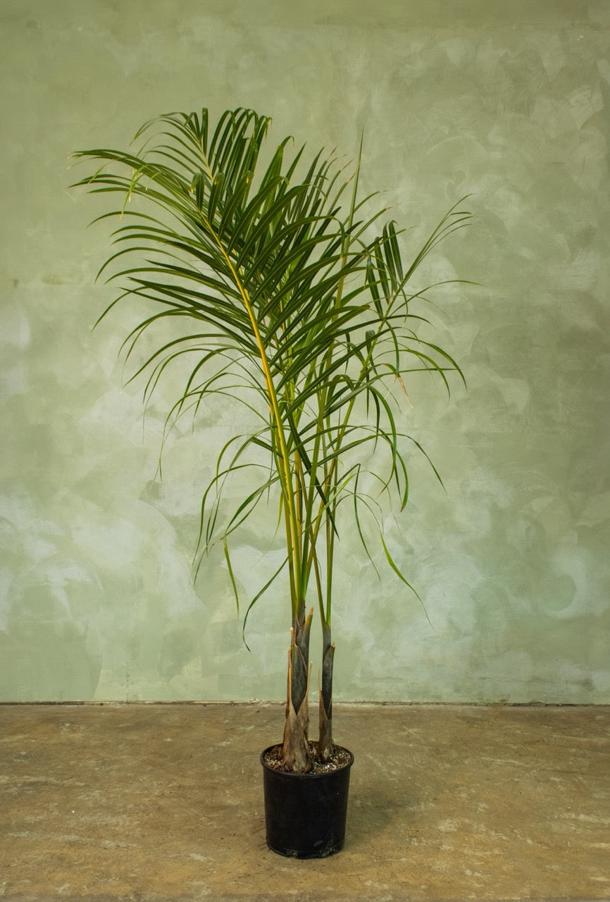 10" Spindle Palm
