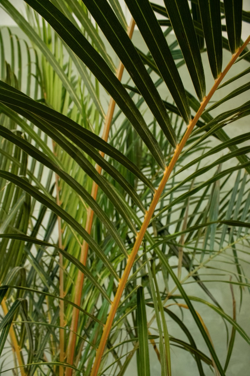 12" Spindle Palm
