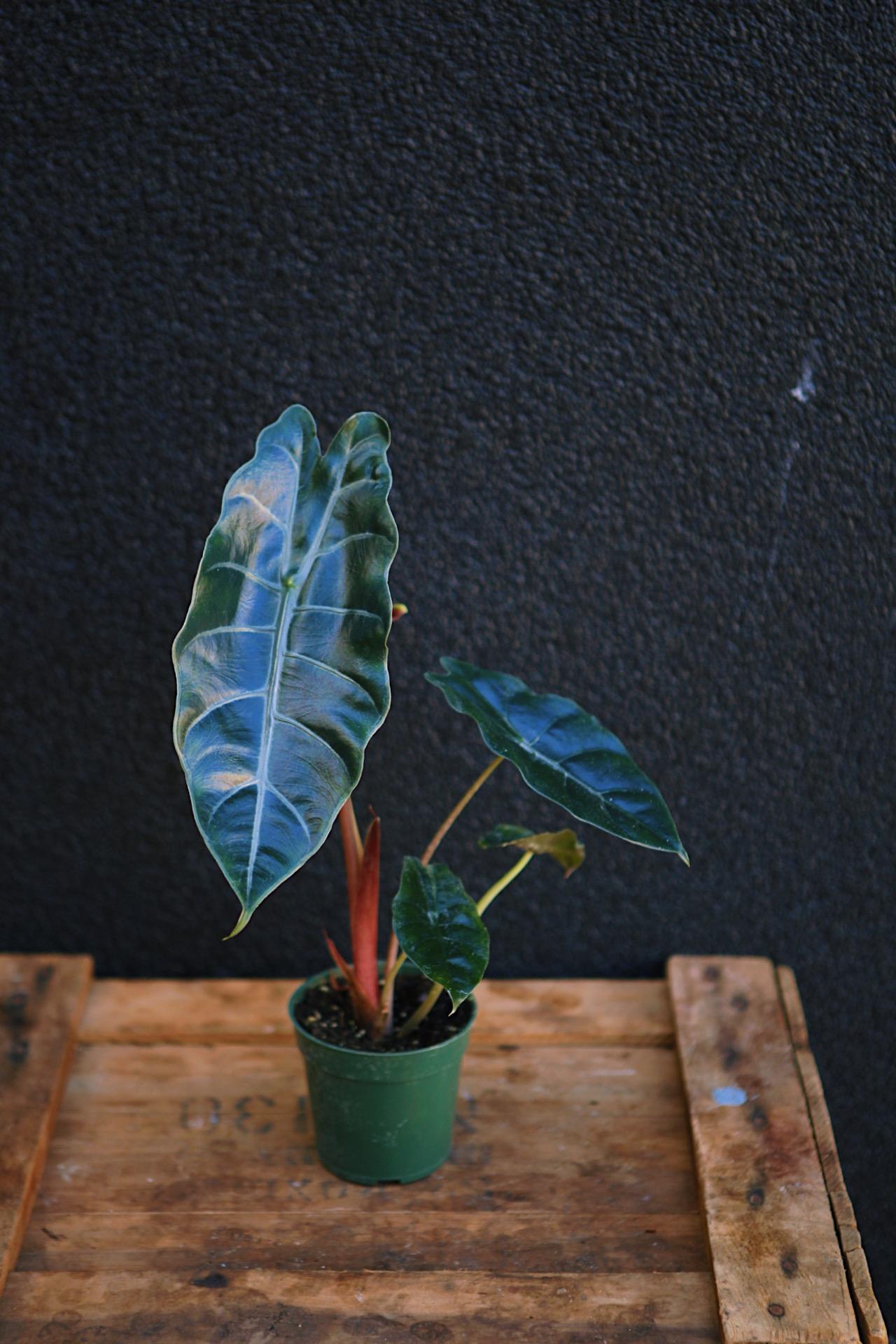 Alocasia 'Chantrieri'