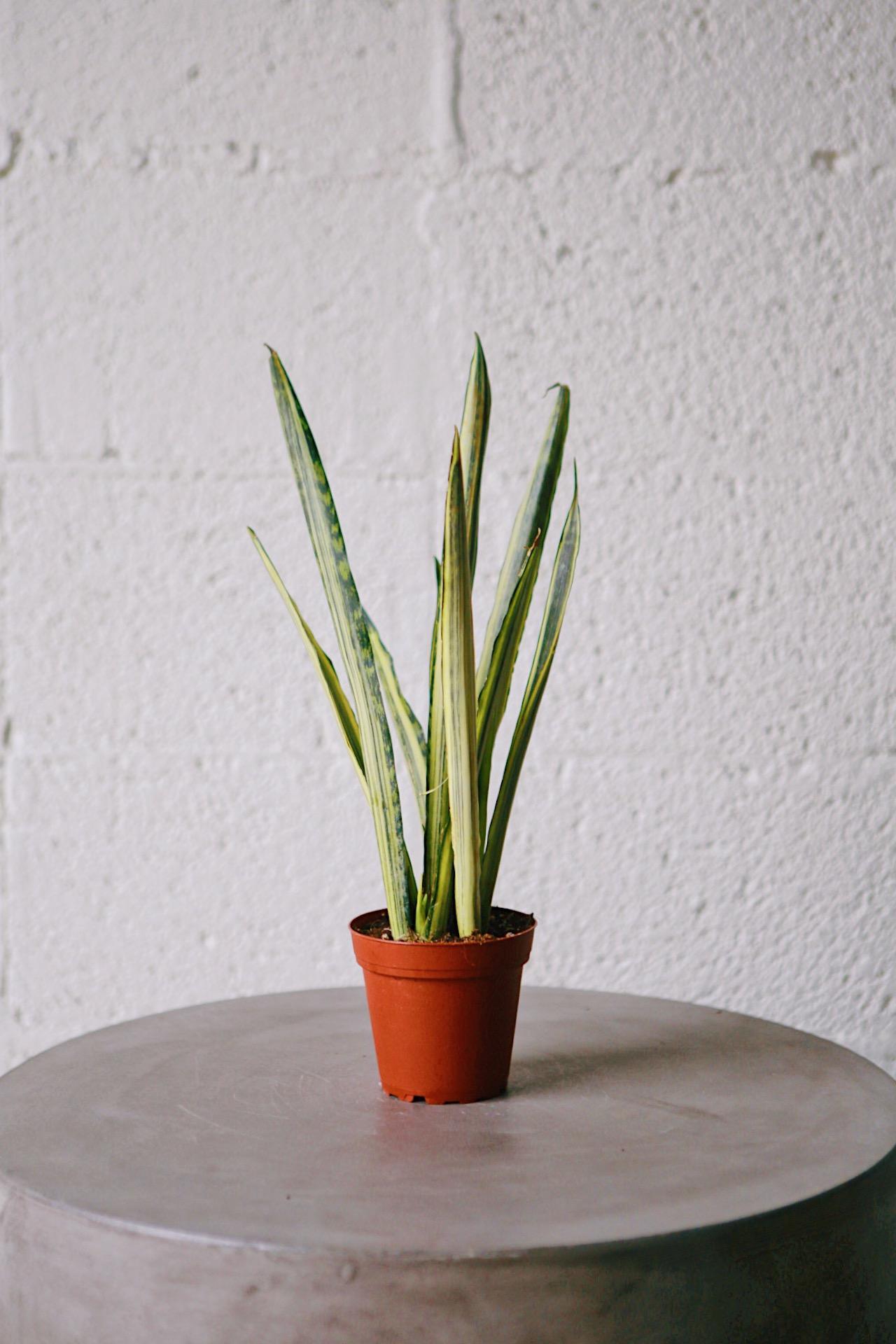 Bantel's Sensation' Snake Plant