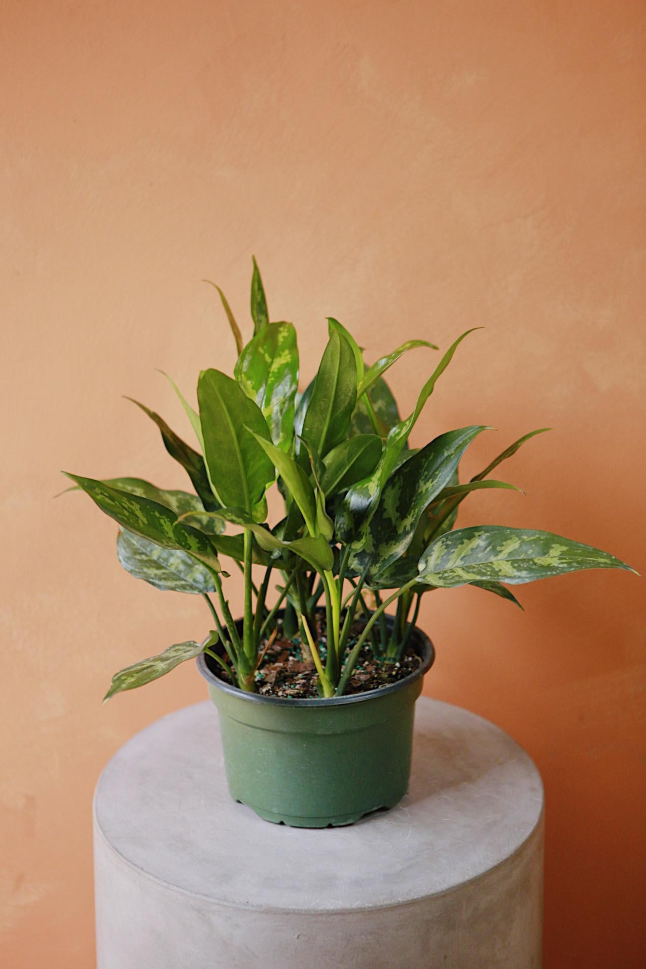 Aglaonema 'Emerald Beauty'