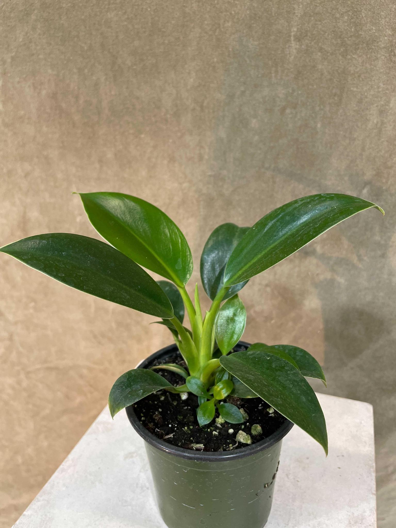 Philodendron 'Green Princess'