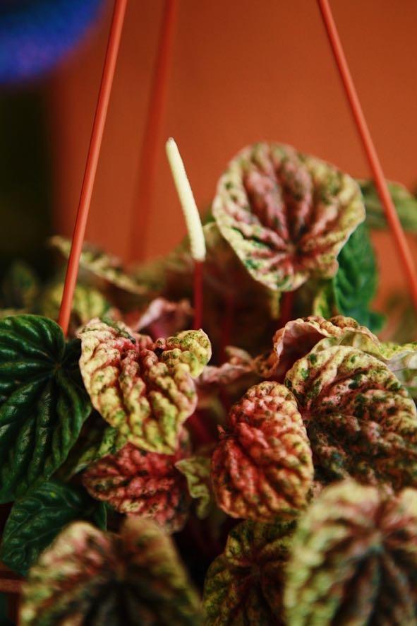 Peperomia 'Orange Crush'