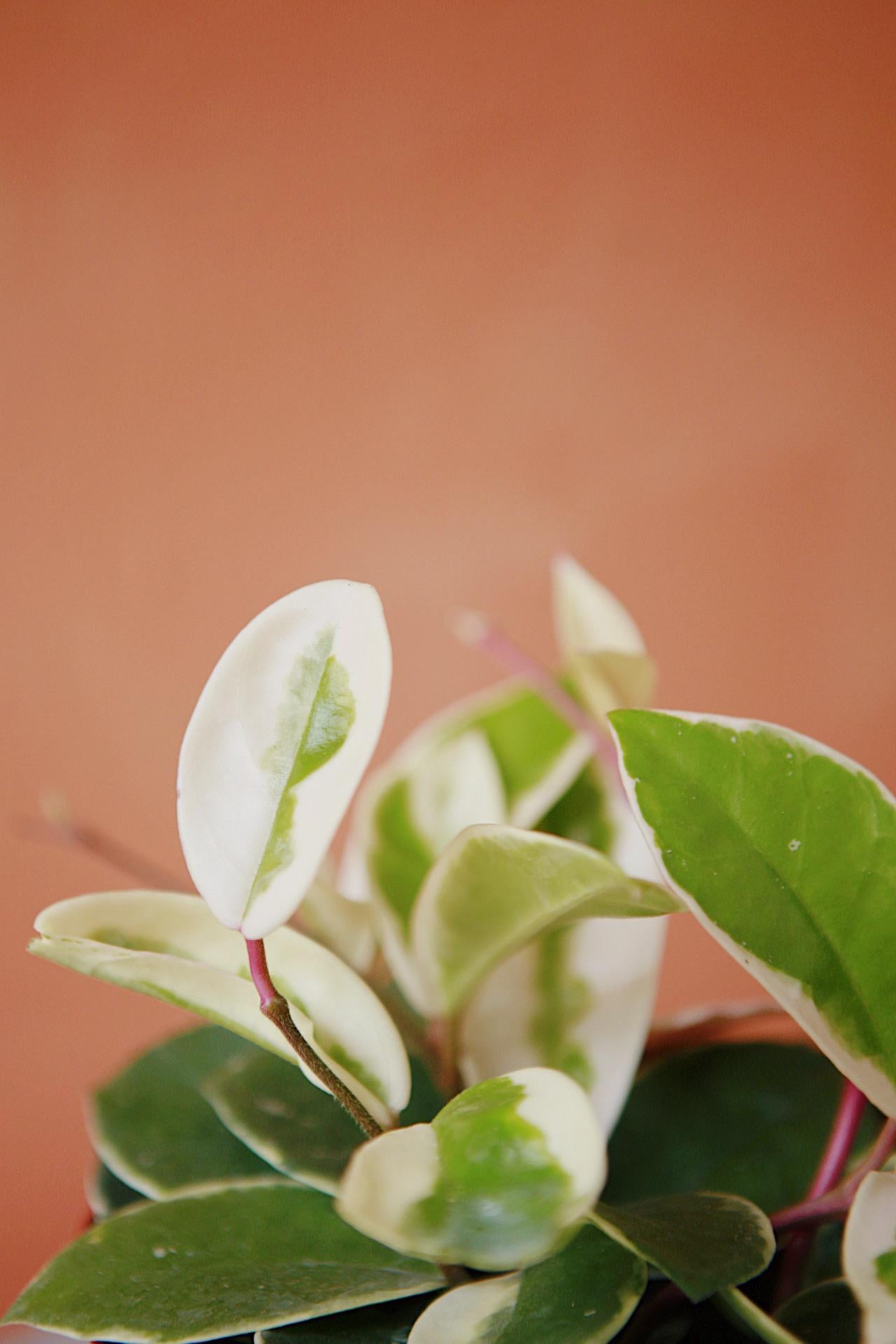 Hoya 'Tricolor'