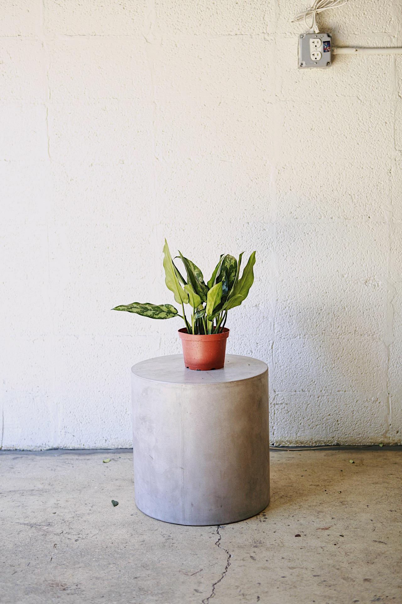 Aglaonema 'Emerald Beauty'