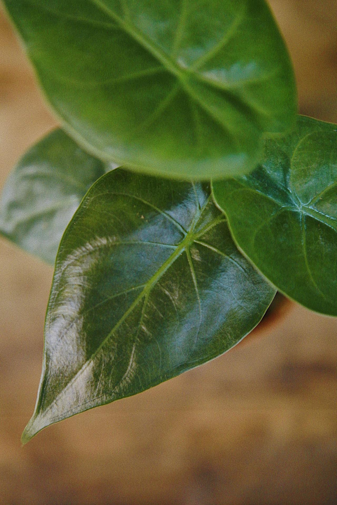 Alocasia wentii