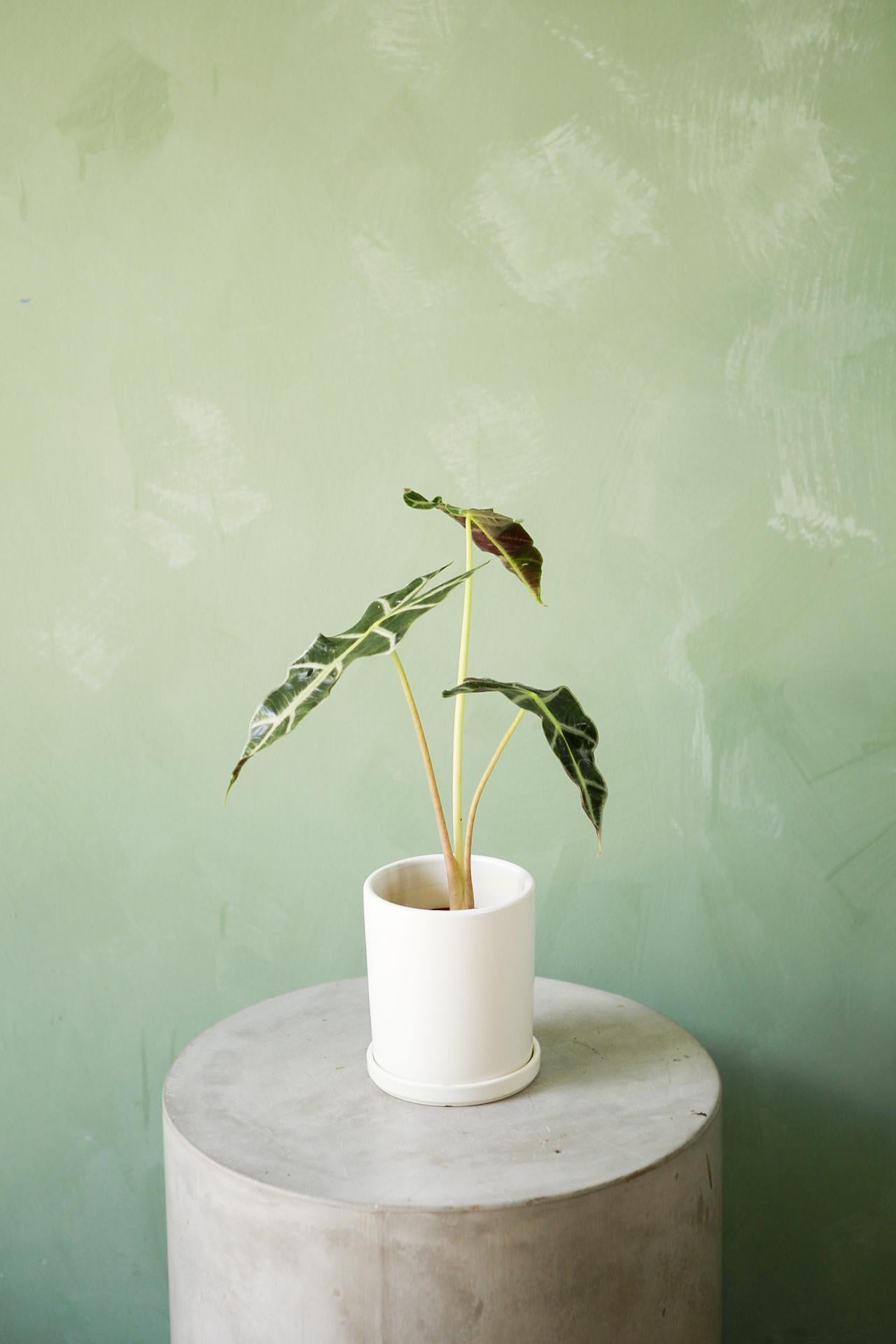 Ceramic Cylinder with Saucer