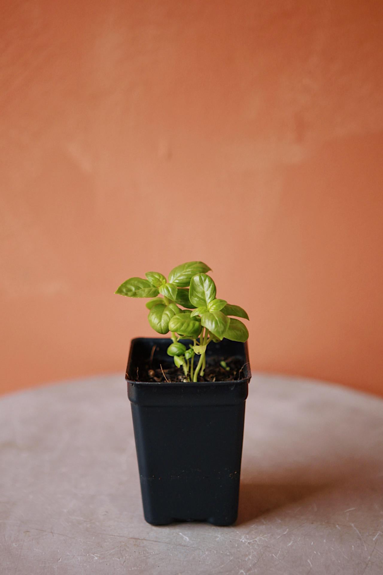 HERBS FOR CITY BLOSSOMS