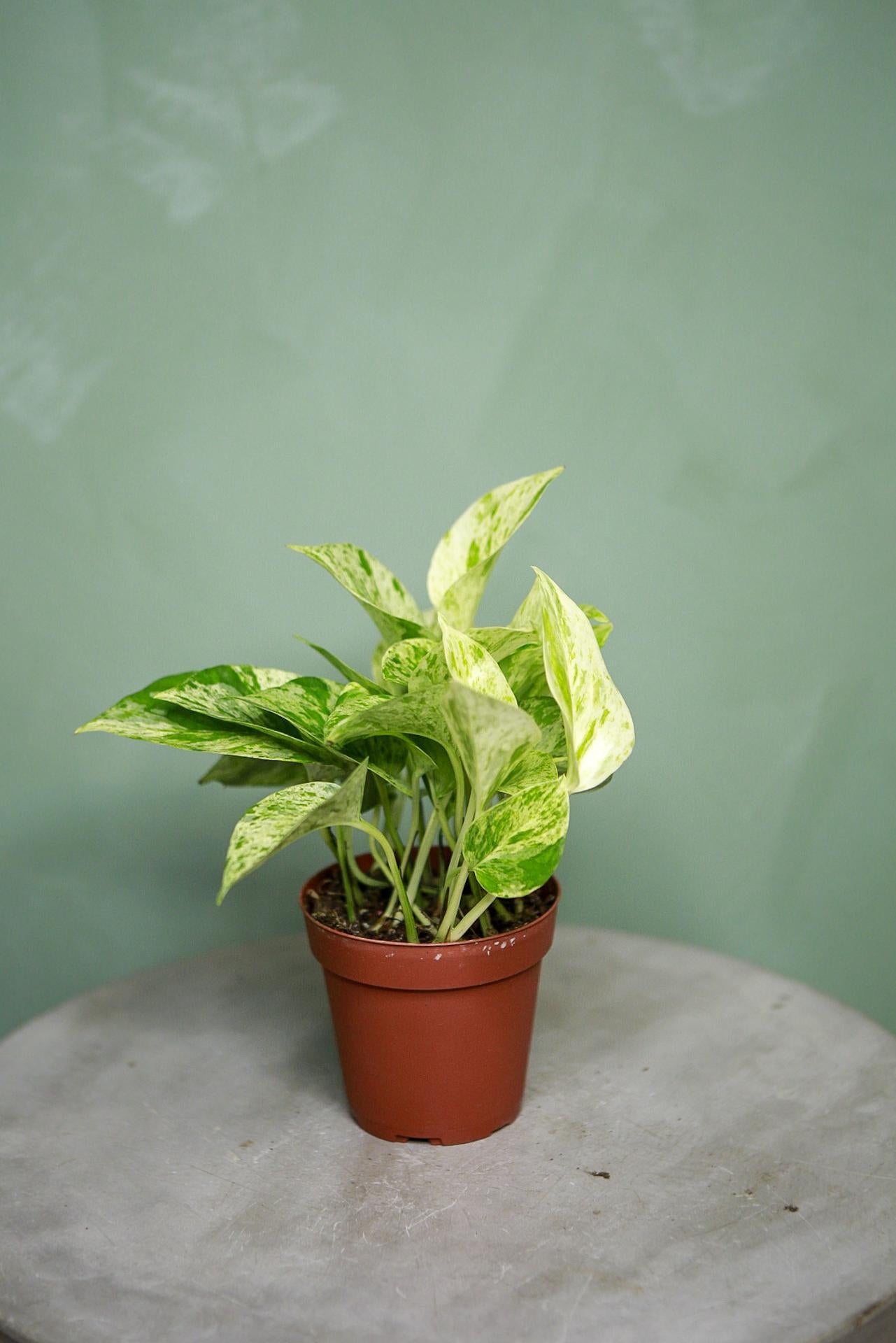 Marble Queen Pothos