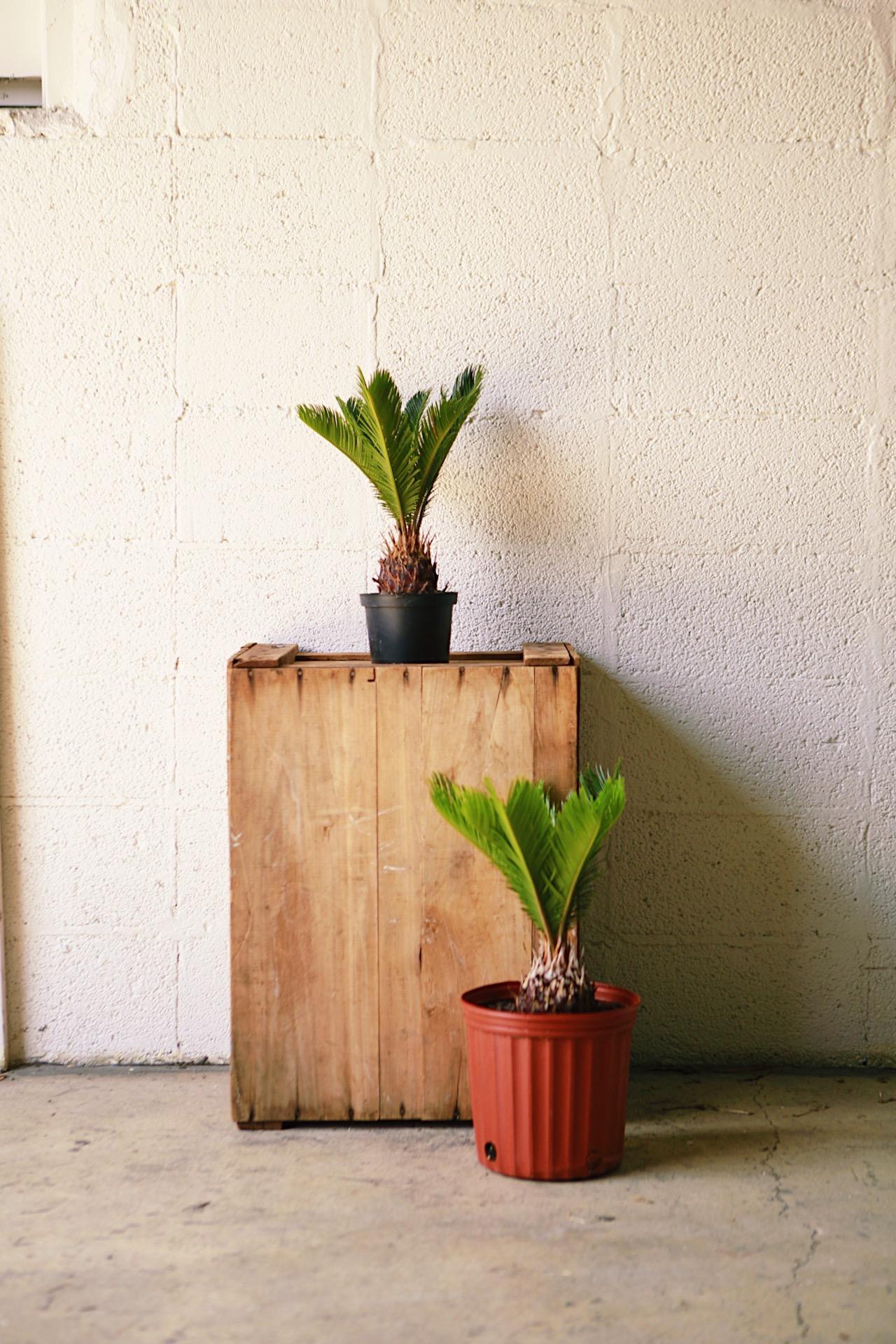 Sago Palm