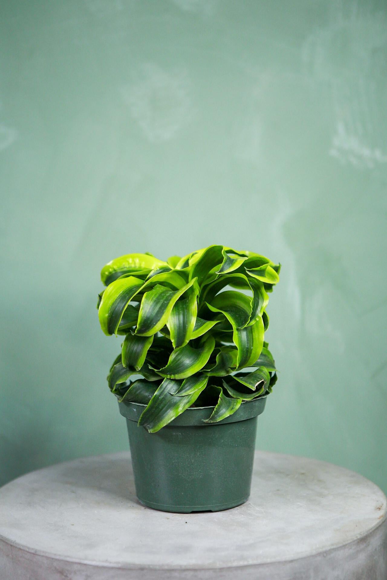 Dracaena 'Tornado'