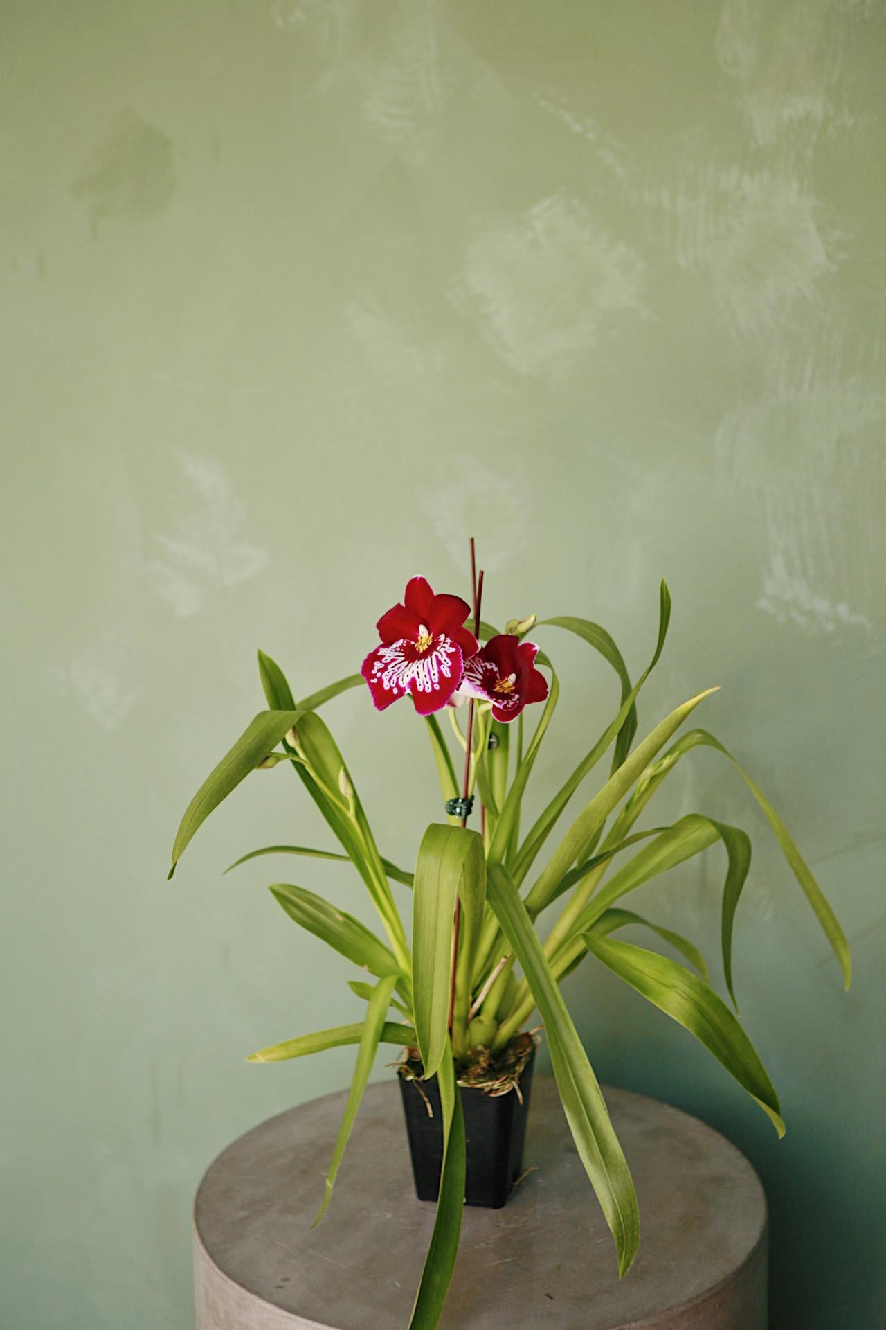Miltoniopsis Orchid