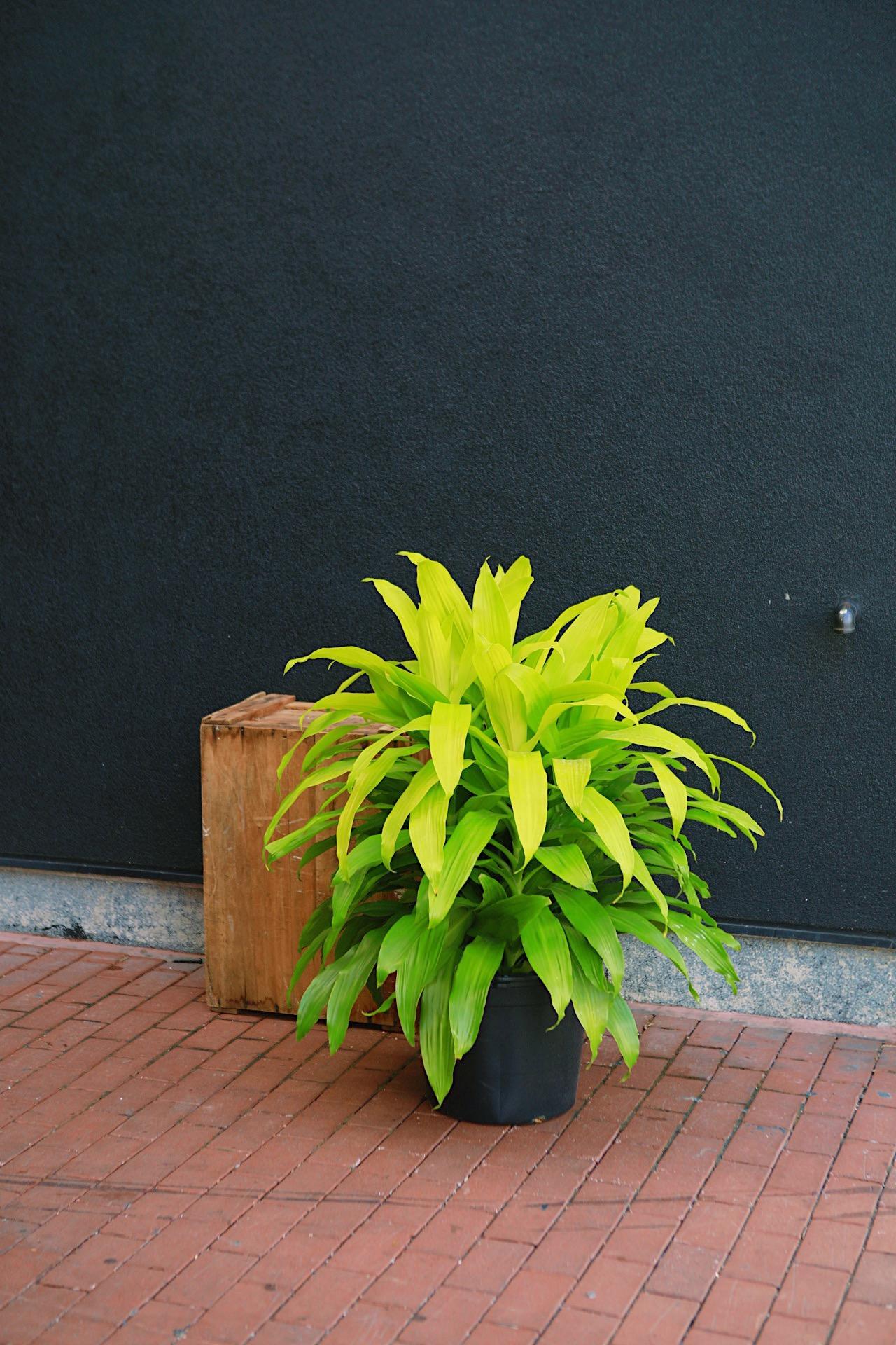 Dracaena 'Limelight'