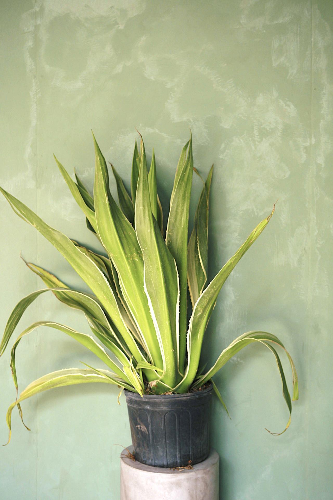 Agave Variegated