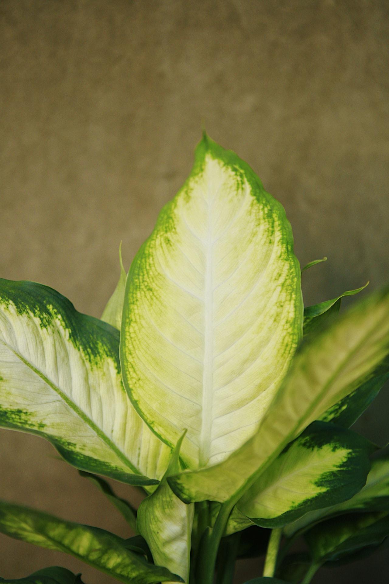 Dieffenbachia 'Camille'
