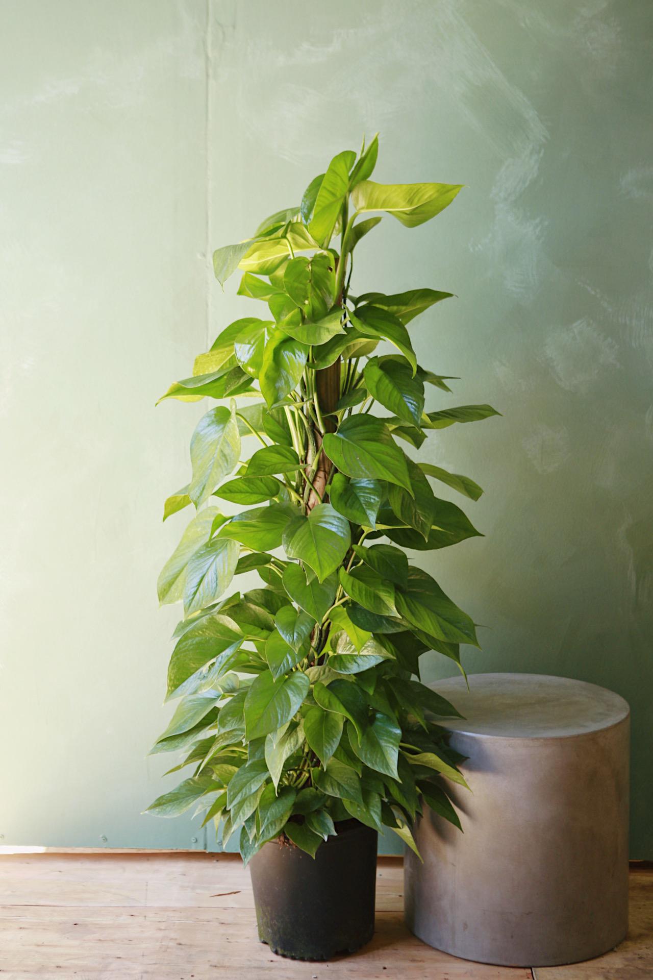 Jade Pothos