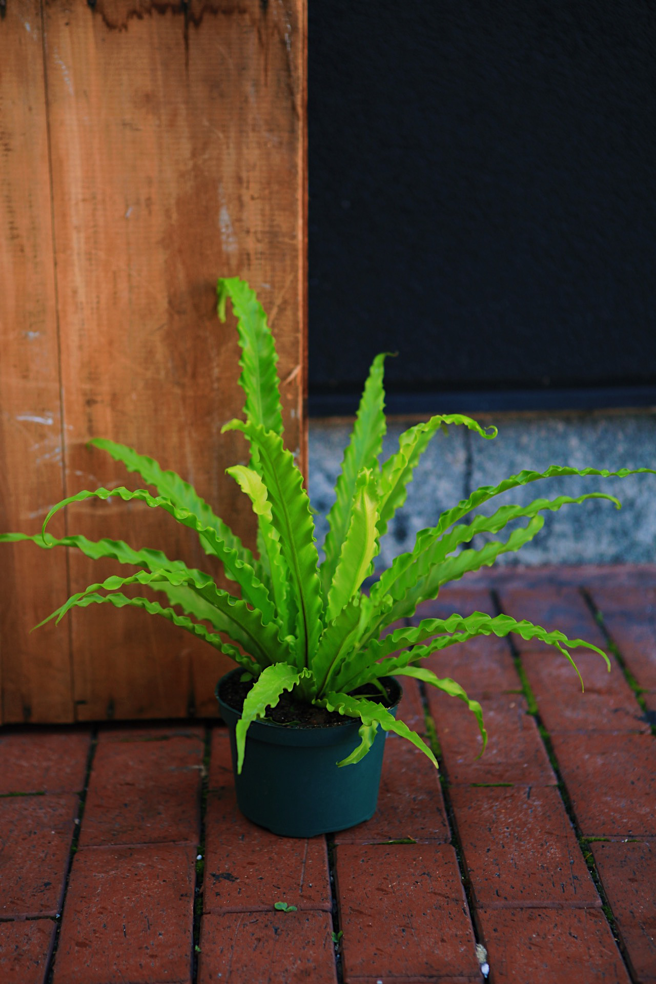 Bird's Nest Fern
