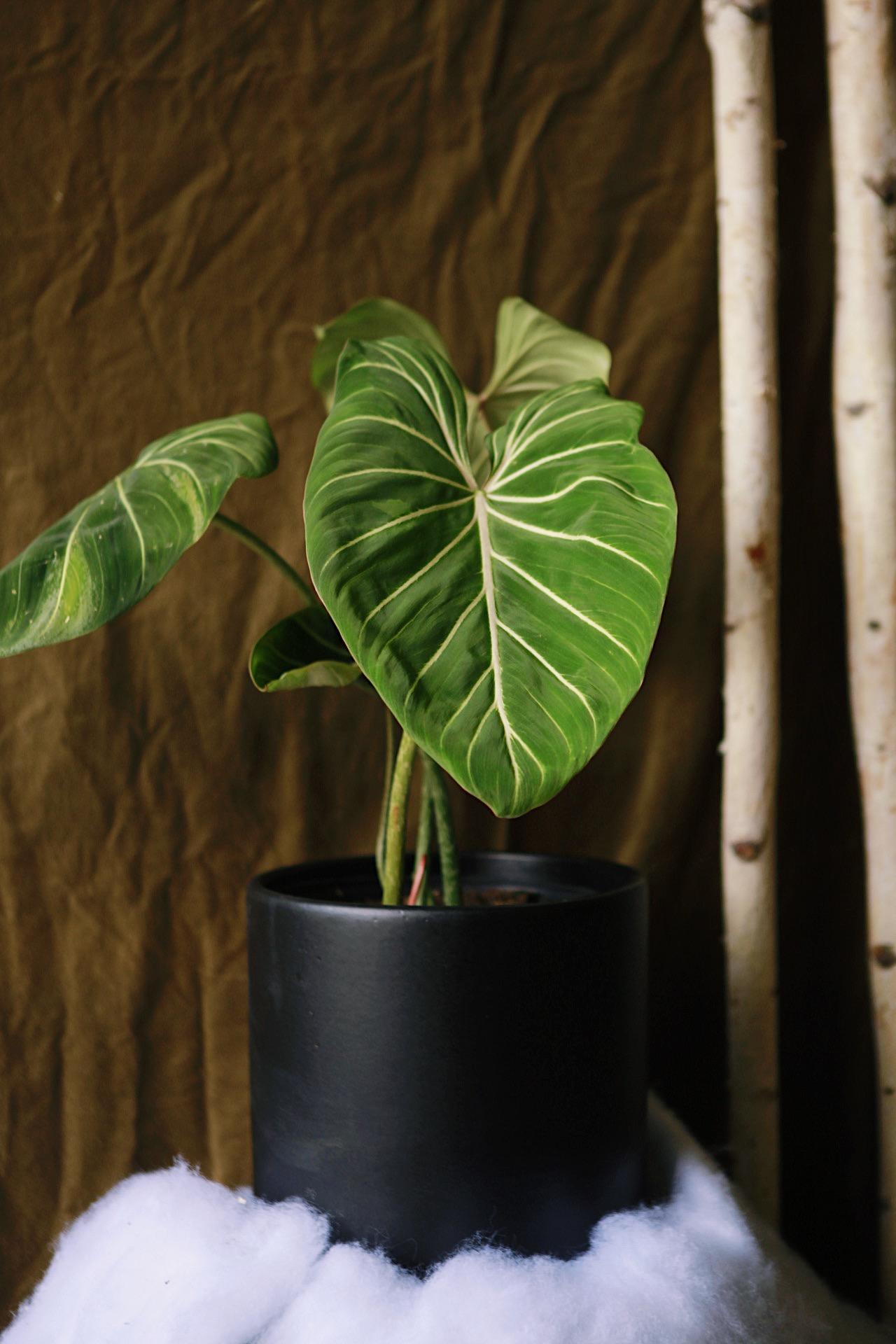 Velvet Philodendron