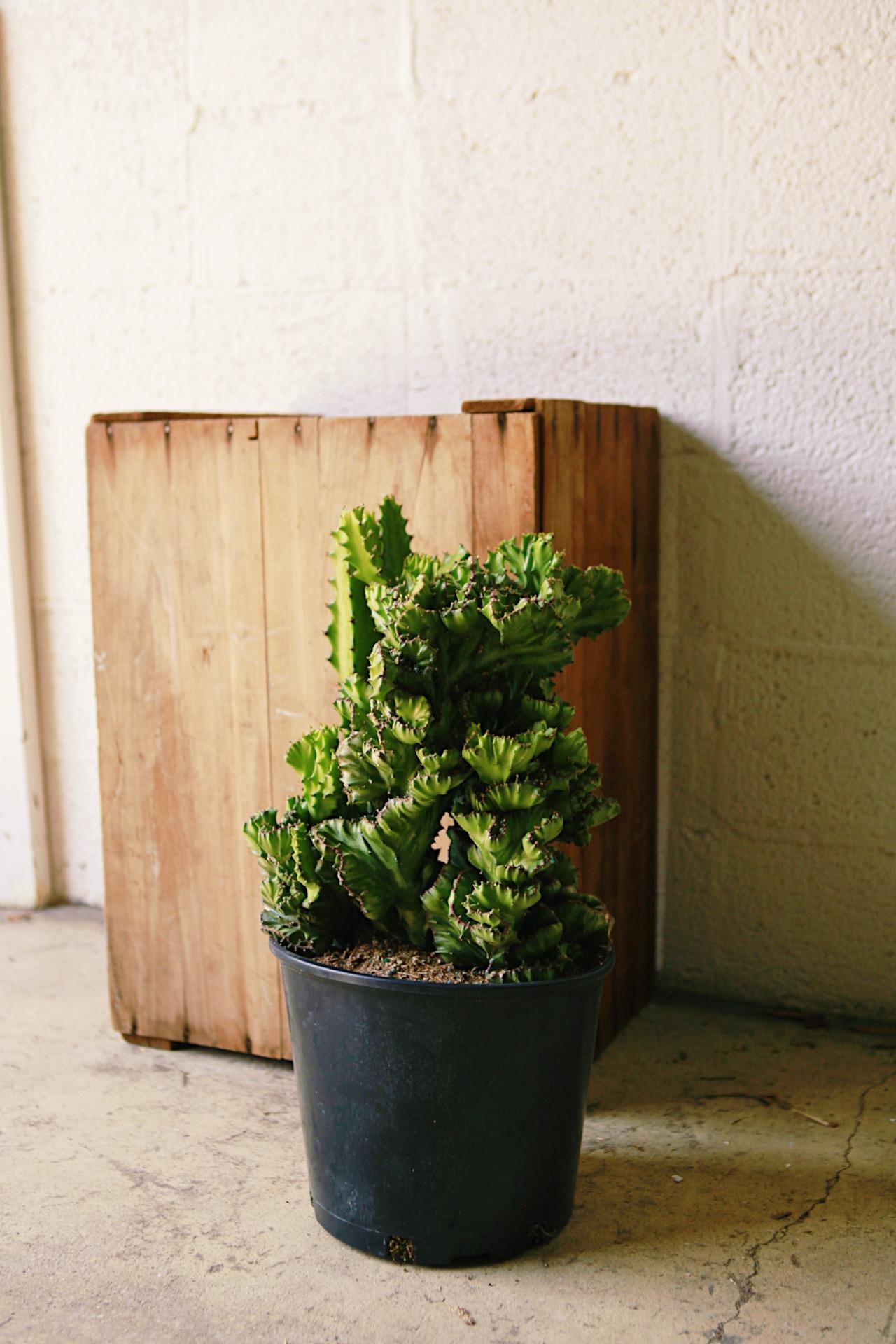 Euphorbia 'Brain Cactus'