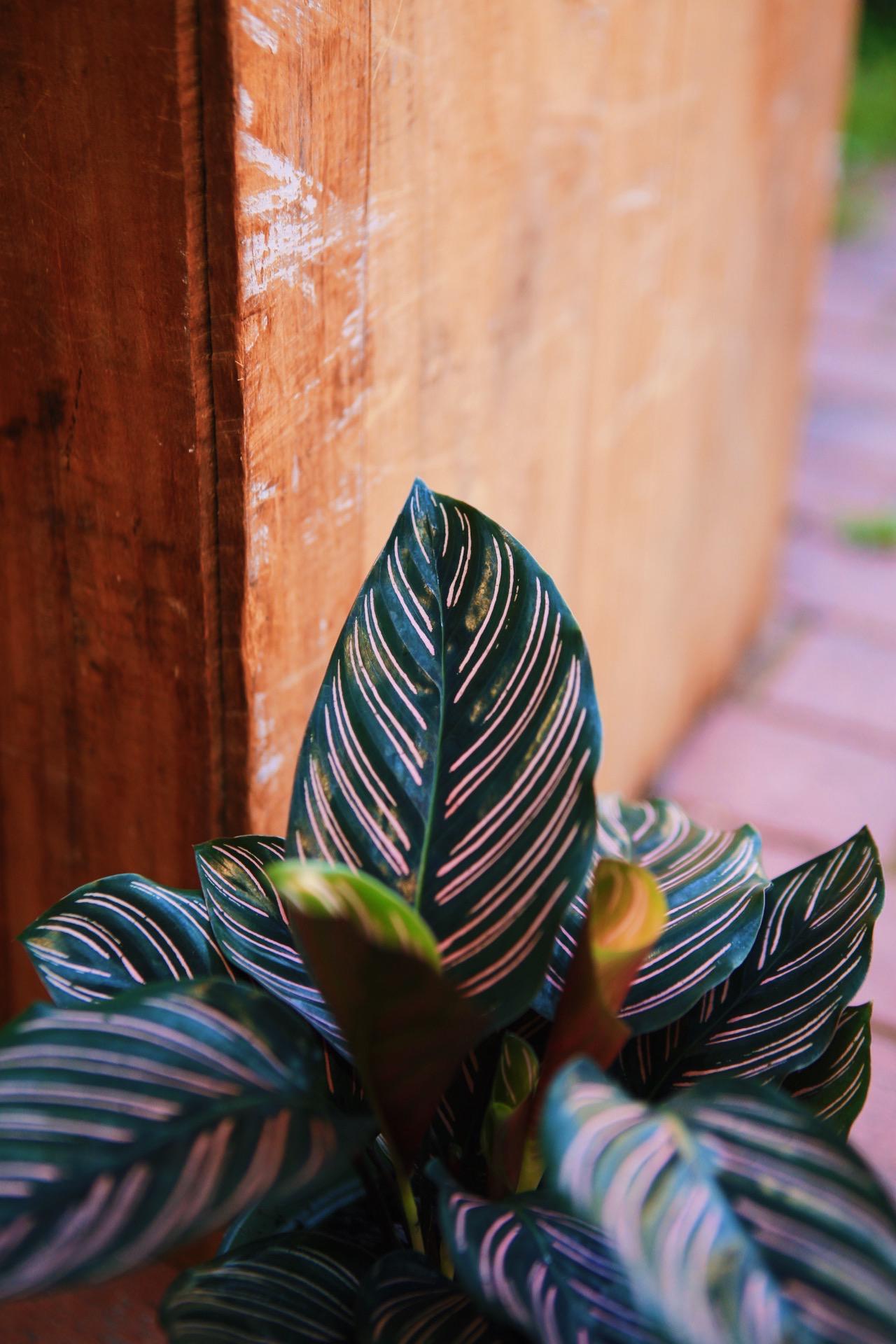 Calathea Ornata