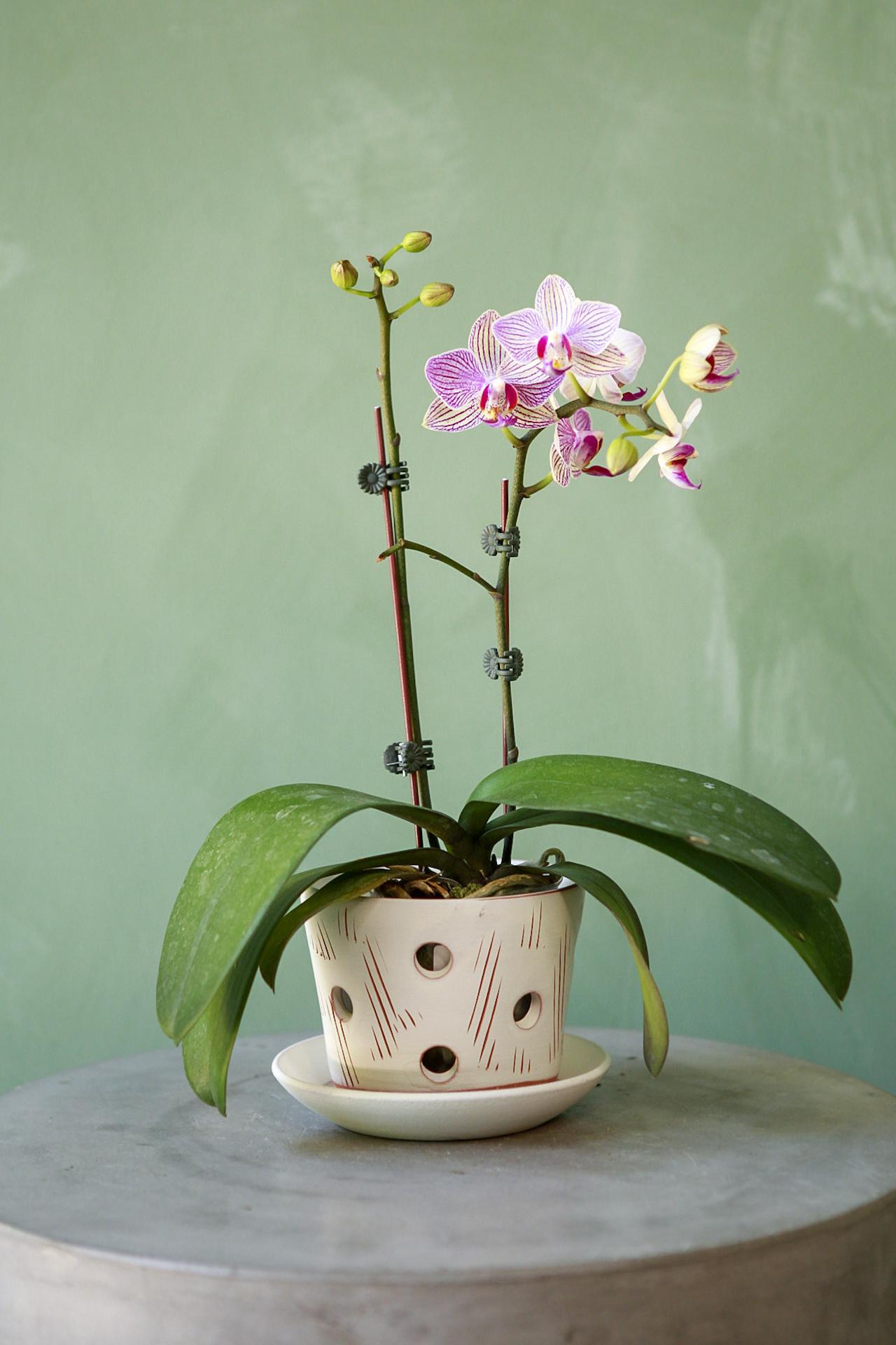 Orchid Pot