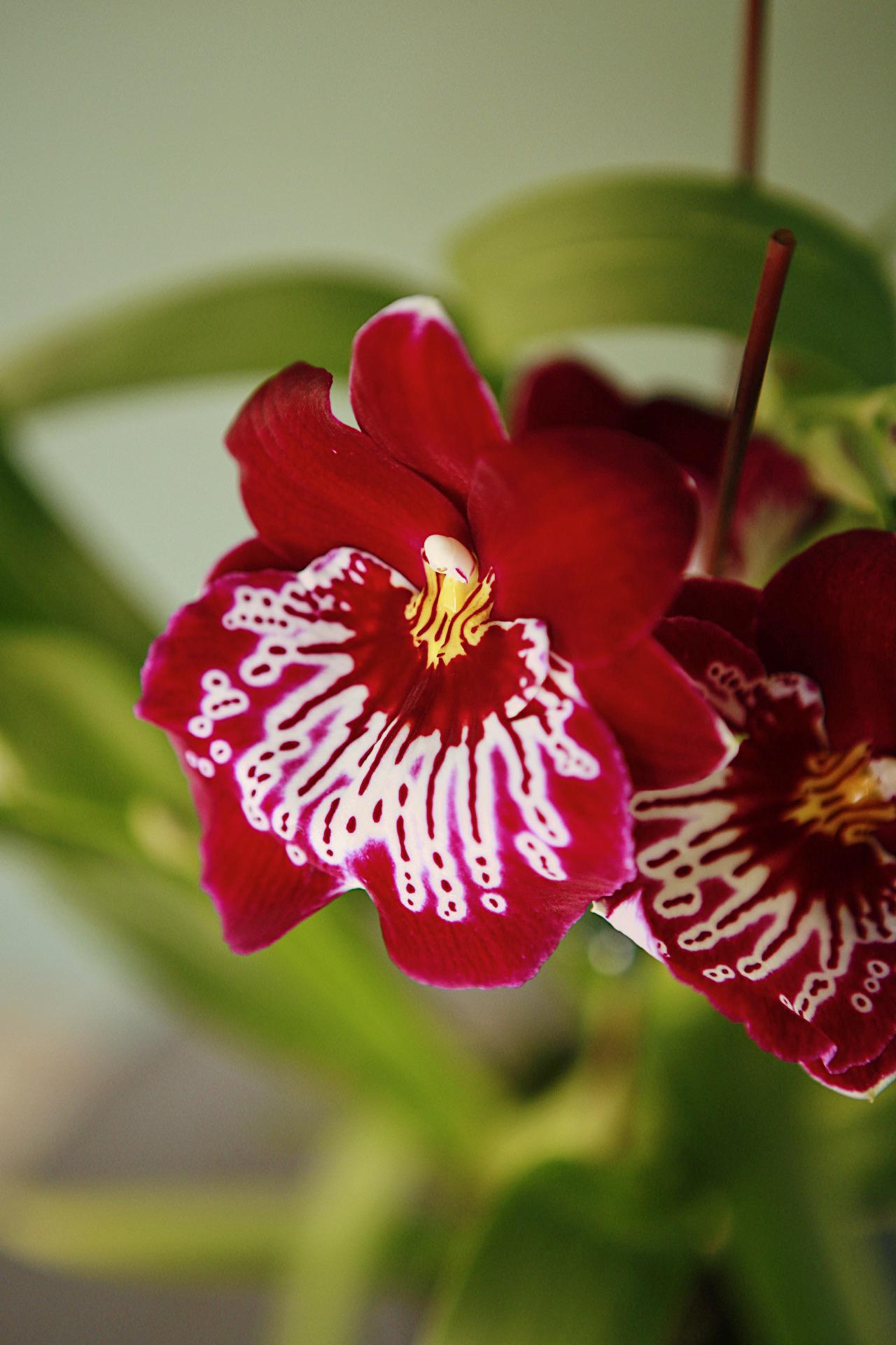 Miltoniopsis Orchid