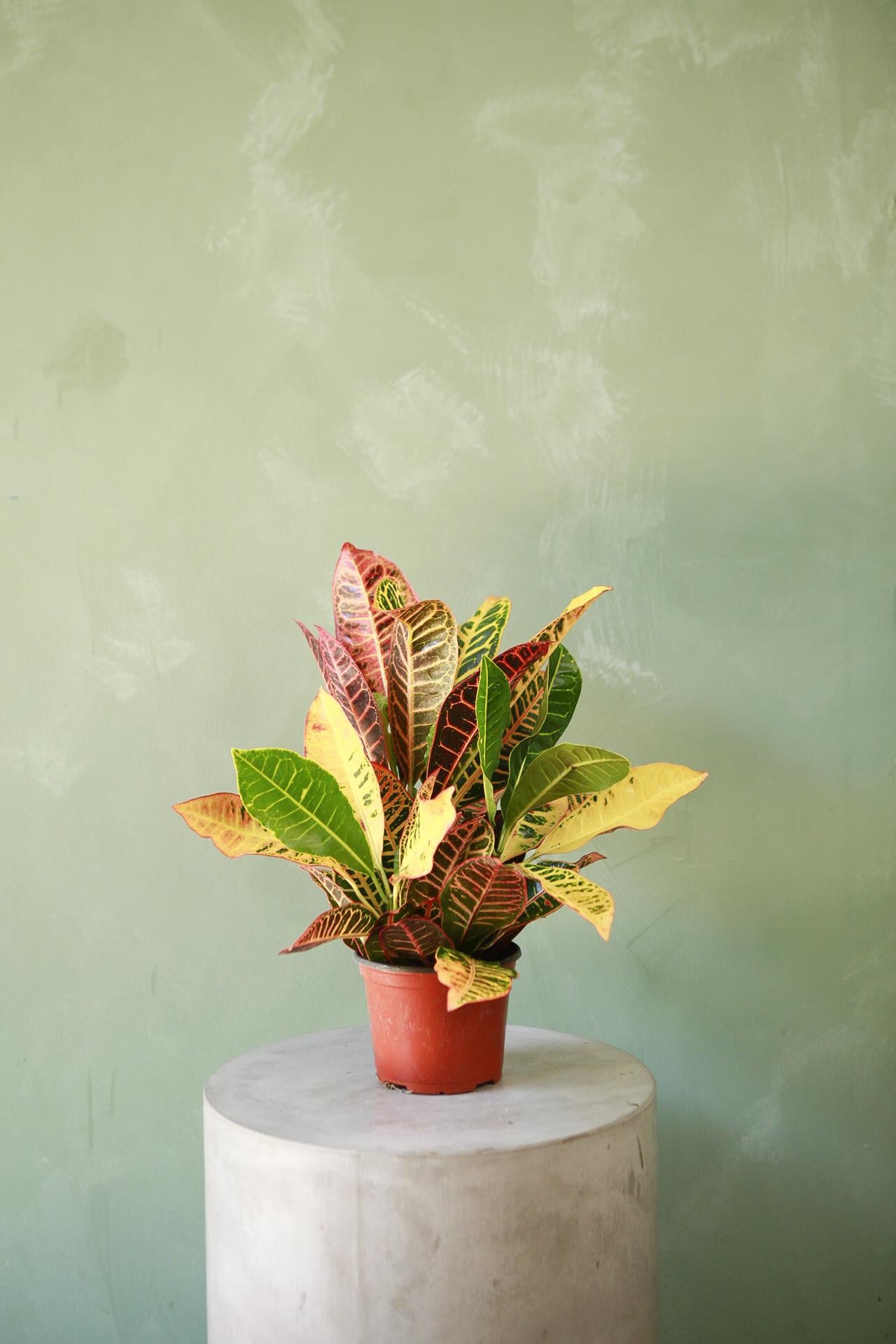 Croton 'Petra'