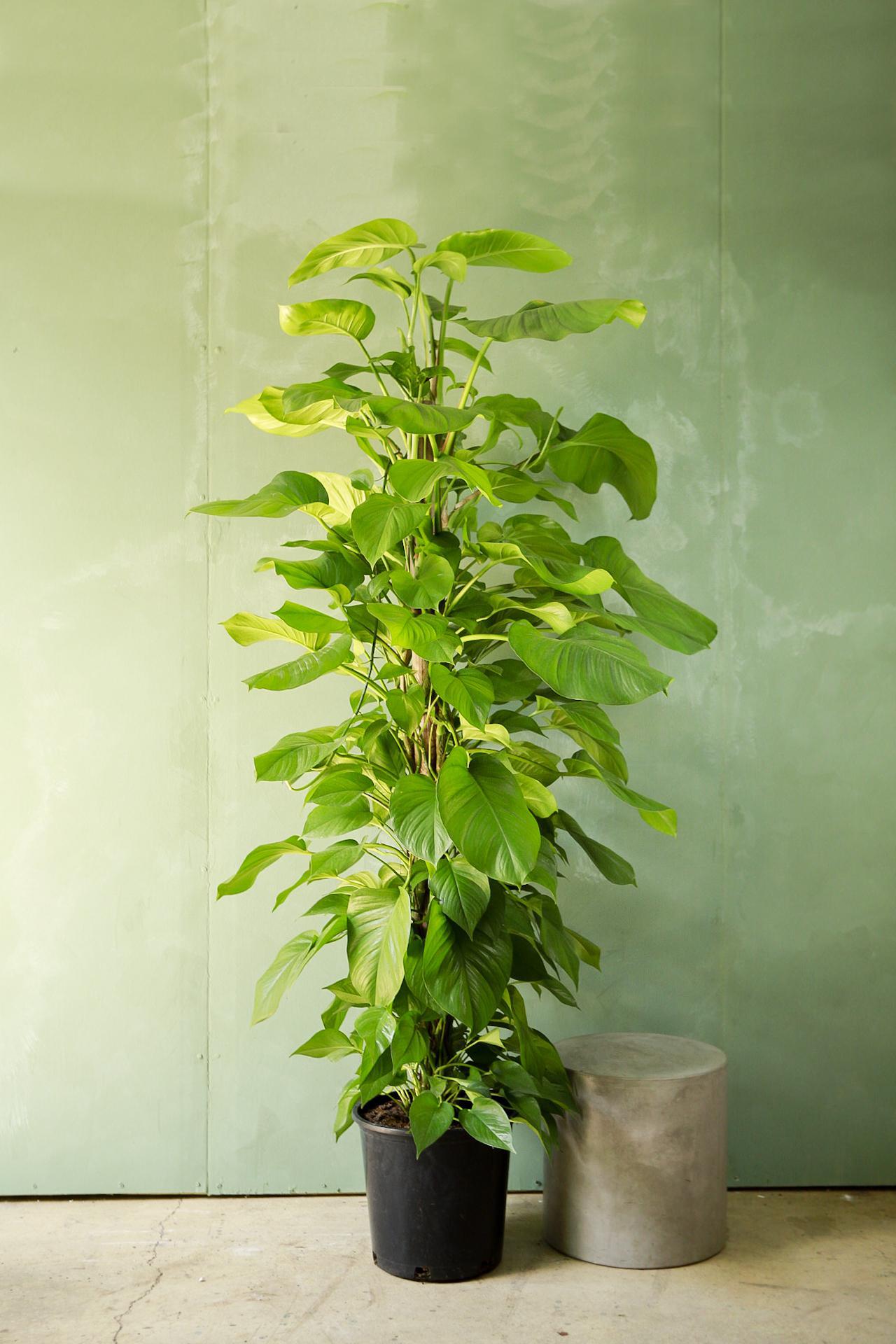 Jade Pothos