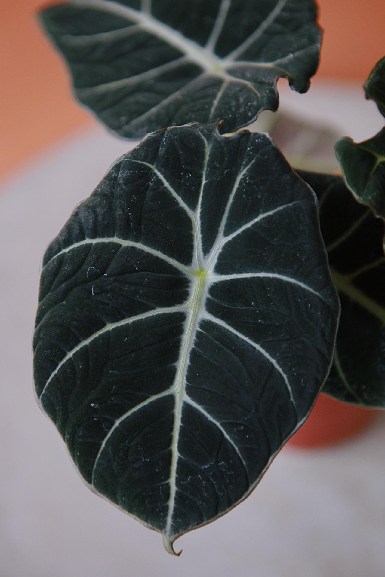 Alocasia 'Black Velvet'