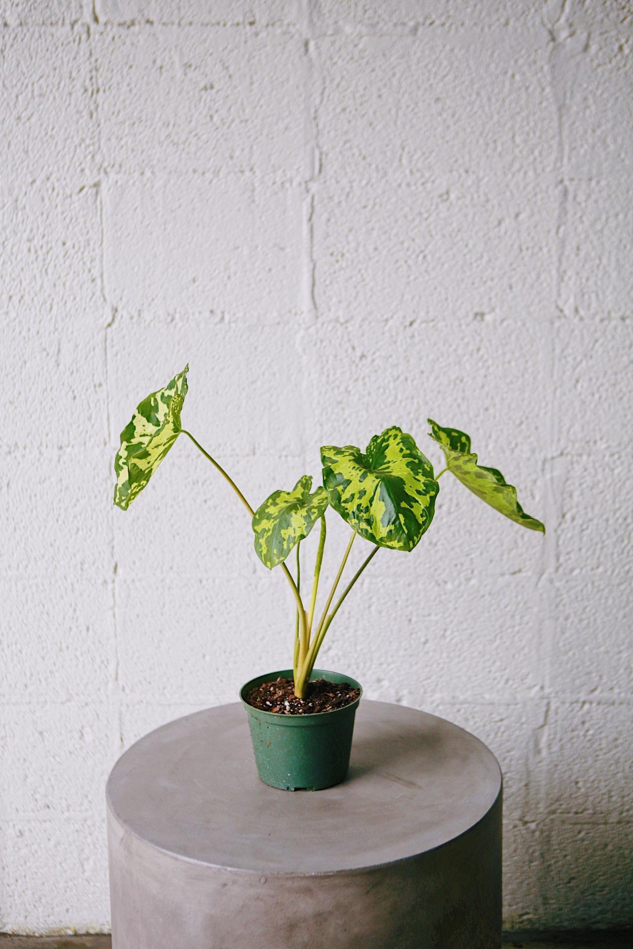 Alocasia 'Hilo Beauty'