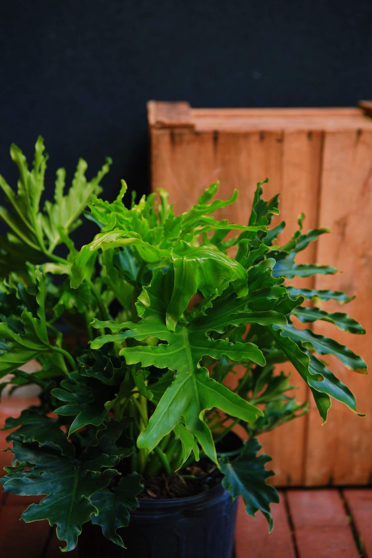 Philodendron 'Lickety Split'