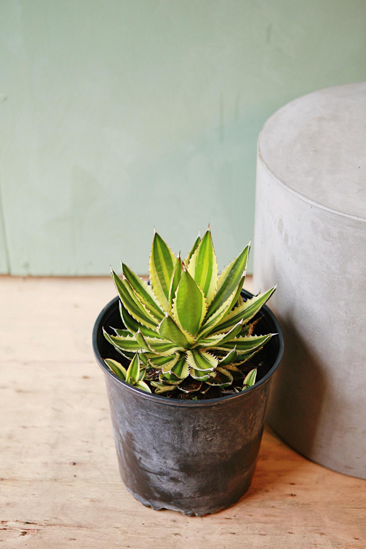 Agave 'Quadricolor'