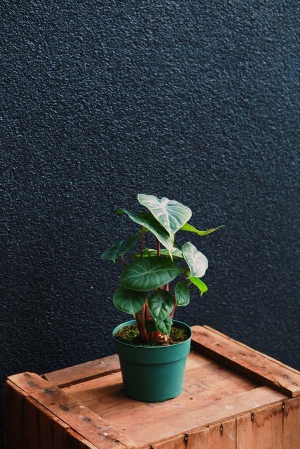 Alocasia 'Ivory Coast'