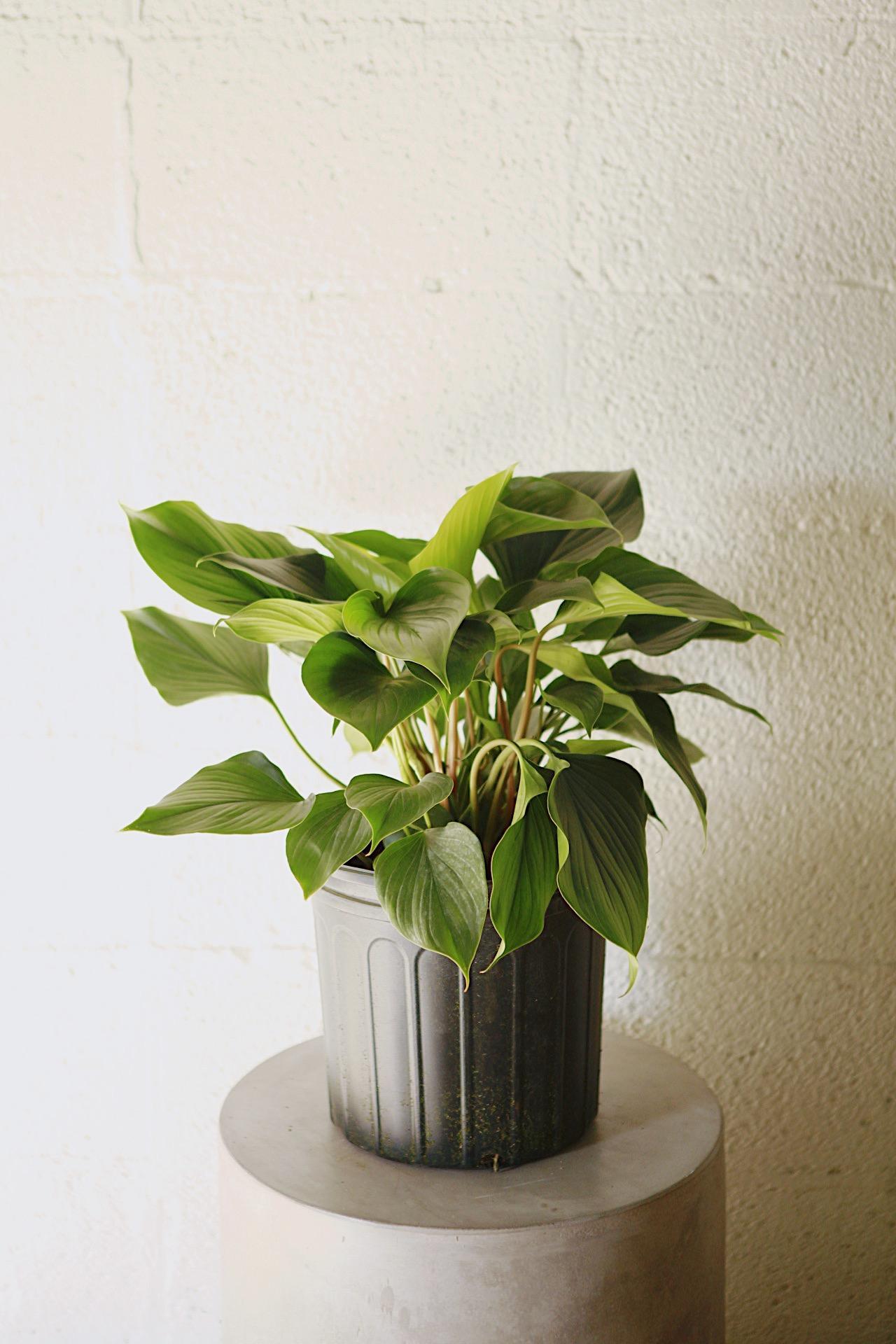 Homalomena Emerald Gem