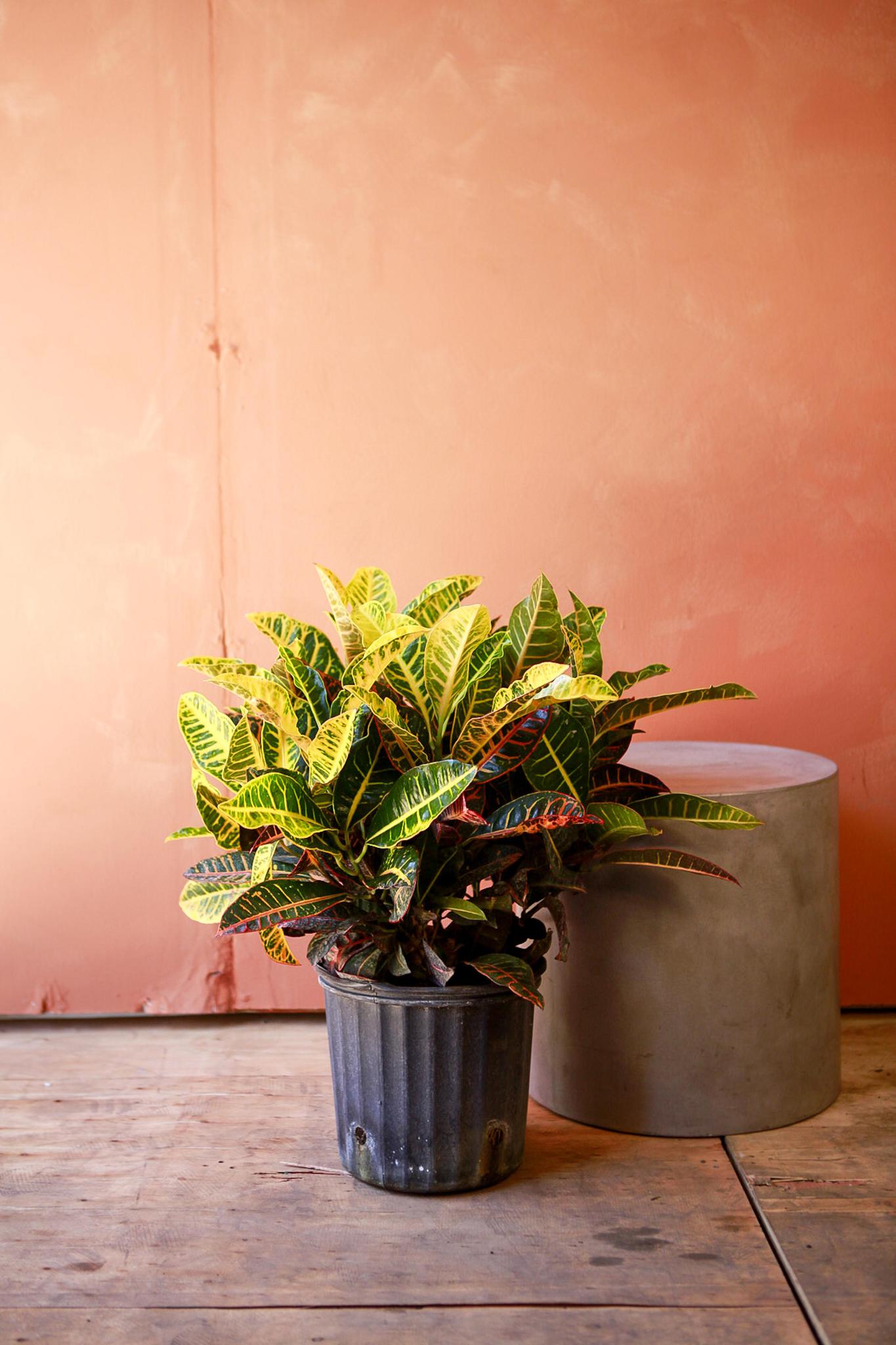 Croton 'Petra'