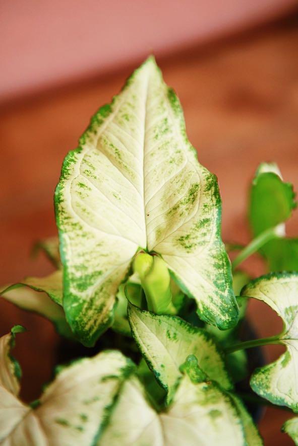 White Butterfly' Arrowhead Plant