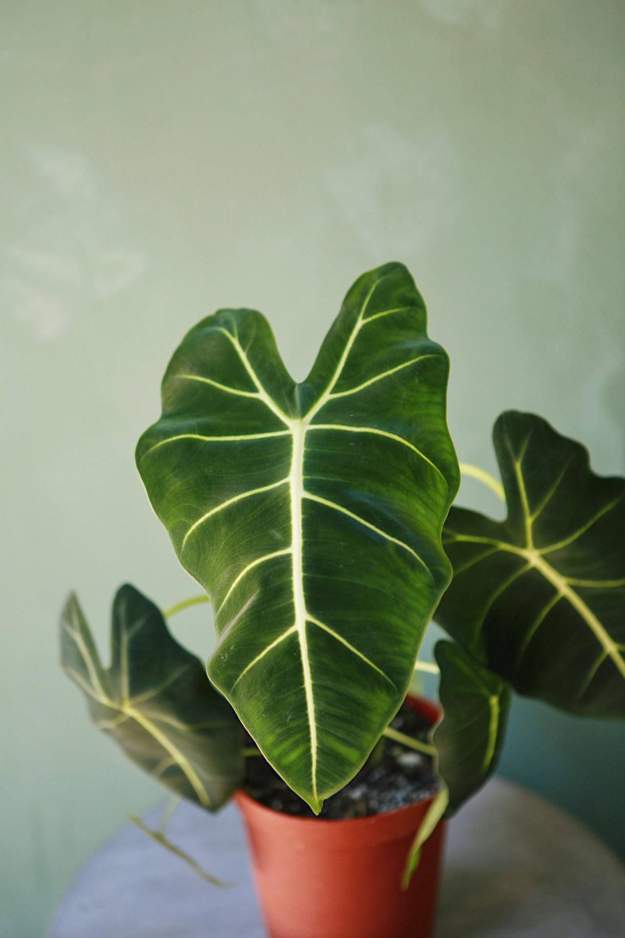 Alocasia 'Frydek'