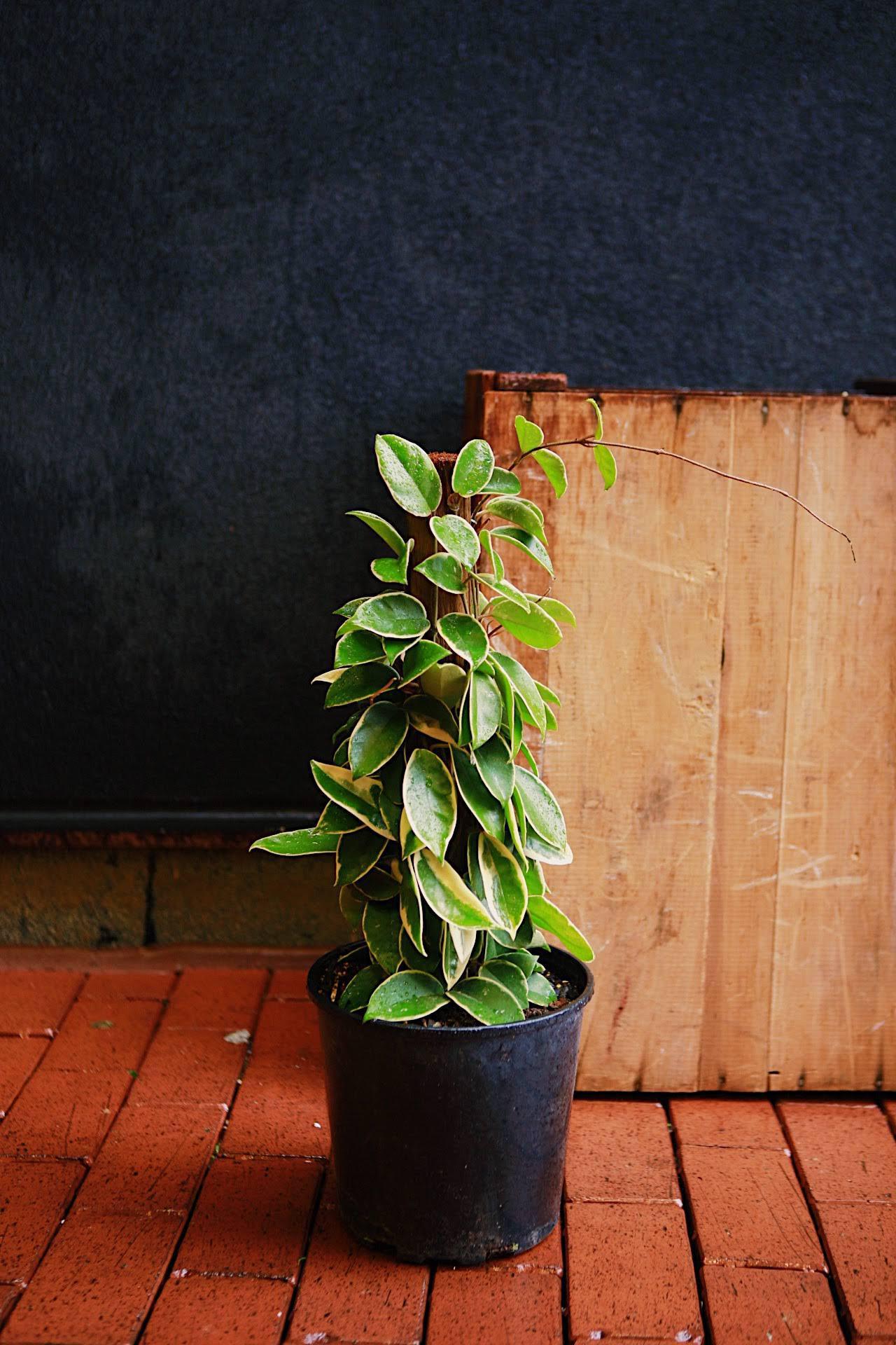 Variegated Hoya carnosa