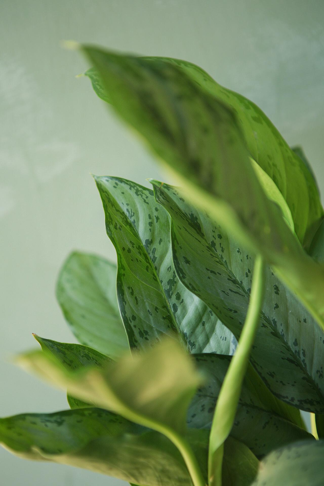 Aglaonema 'BJ Freeman'