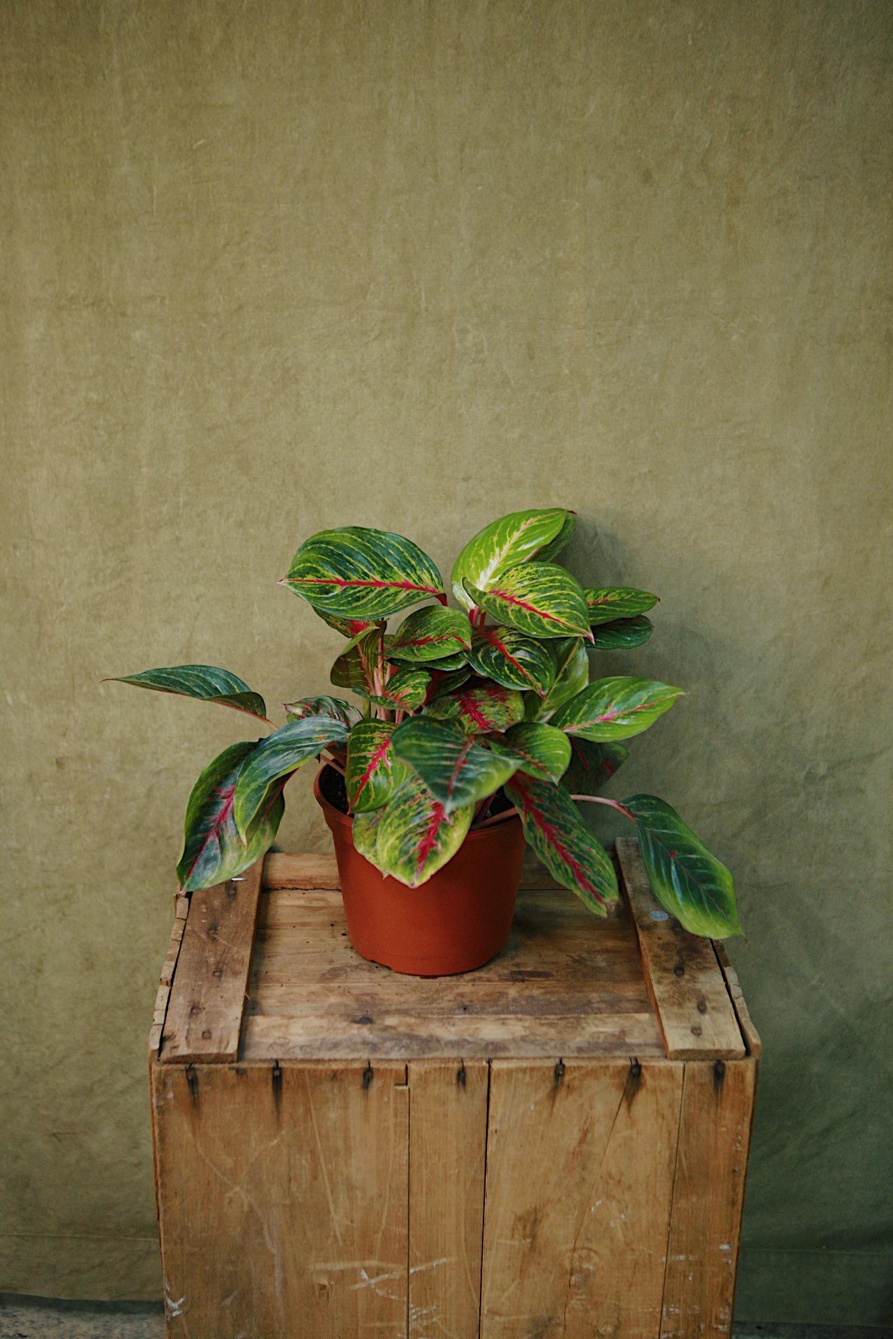 Aglaonema 'Garnet Coltrane'