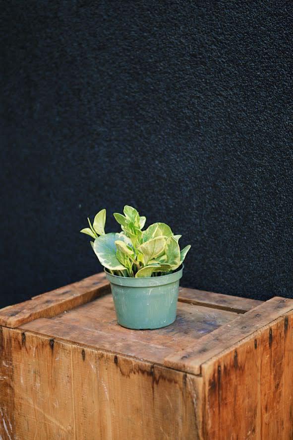 Variegated Peperomia