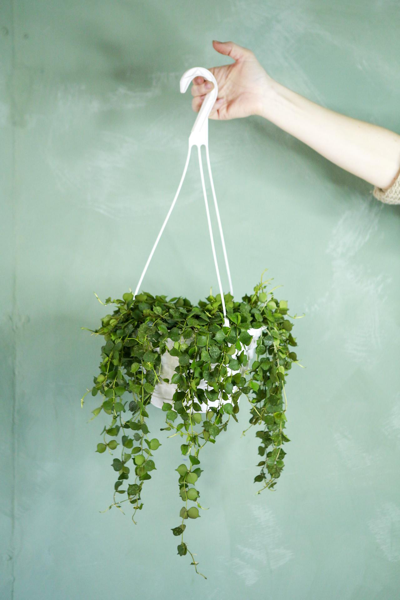 Hoya curtisii