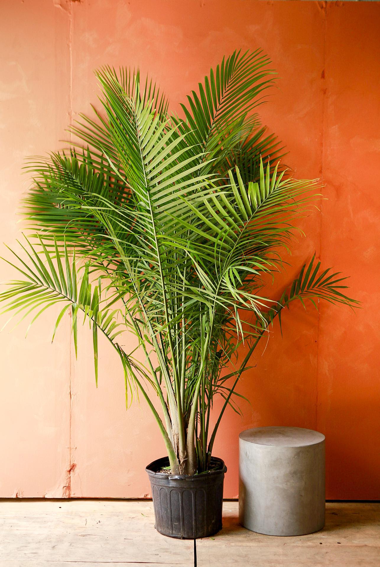 Kentia Palm