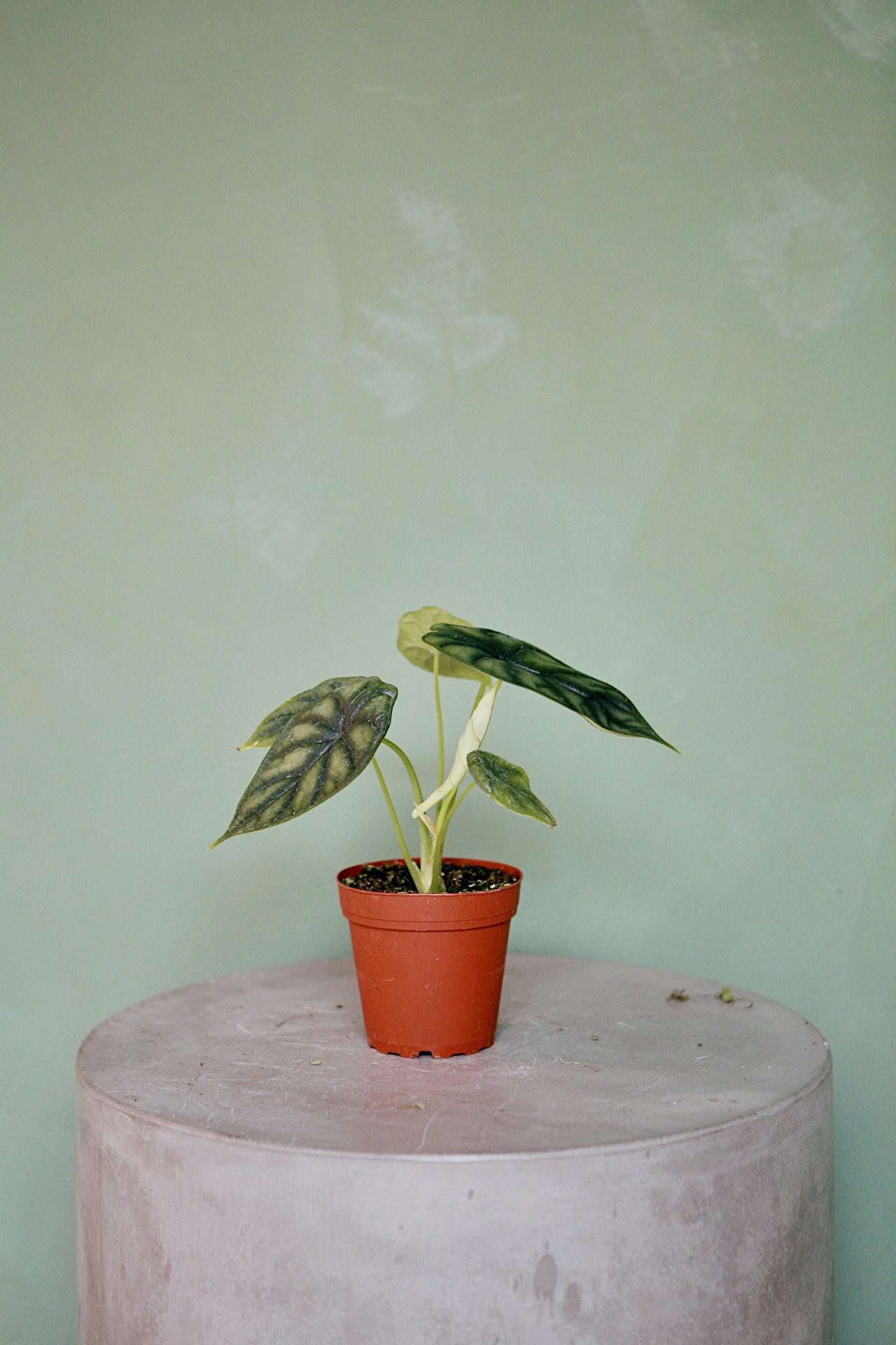 Alocasia 'Silver Dragon'