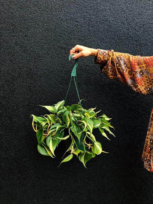 Philodendron 'Silver Streak'