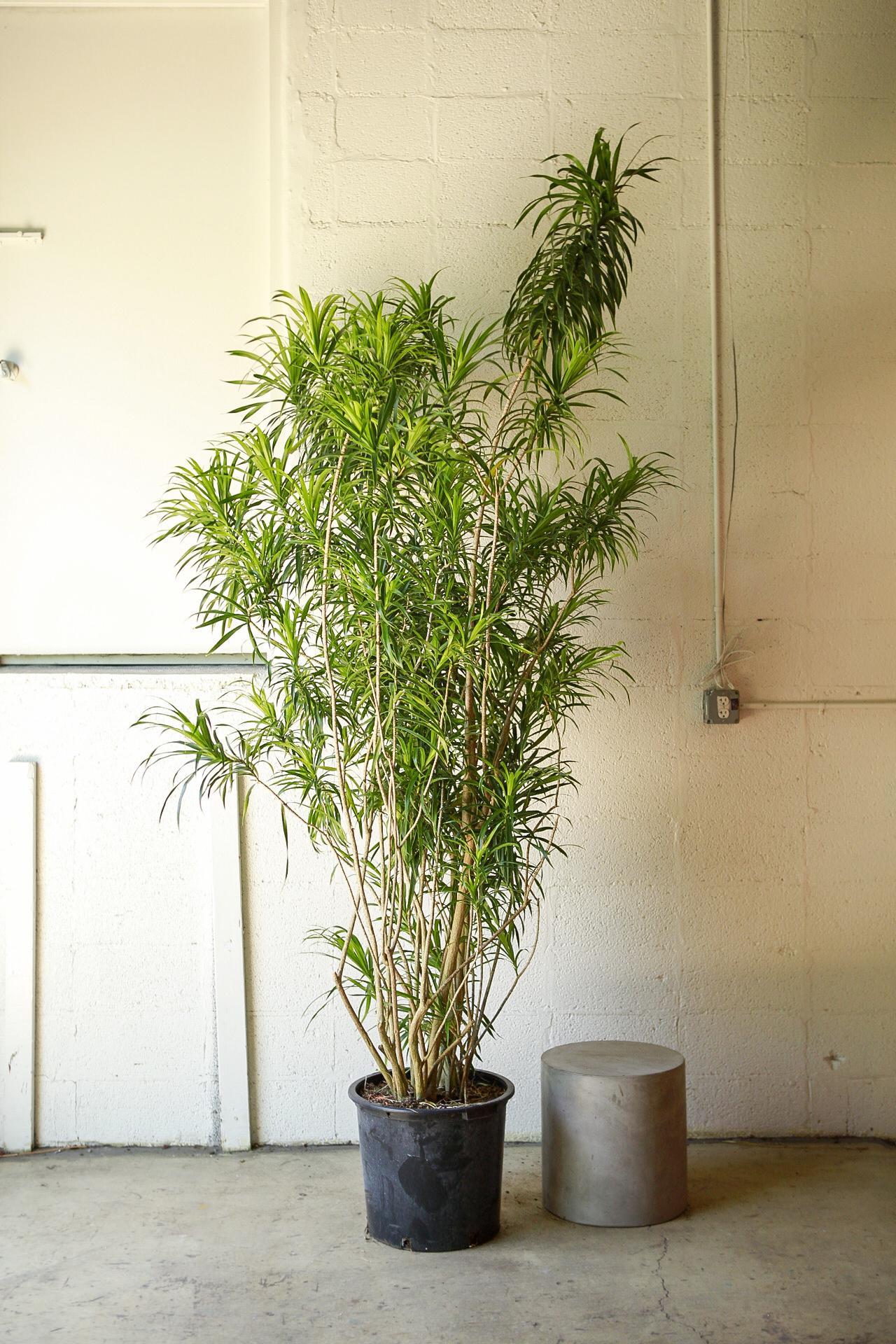 Dracaena 'Anita'