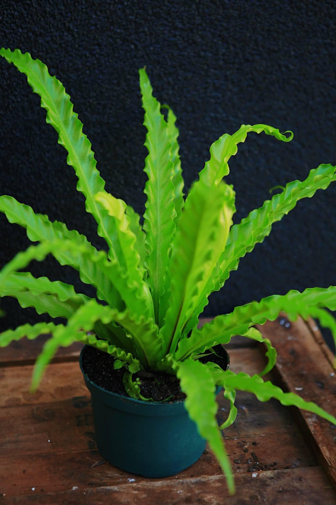 Bird's Nest Fern